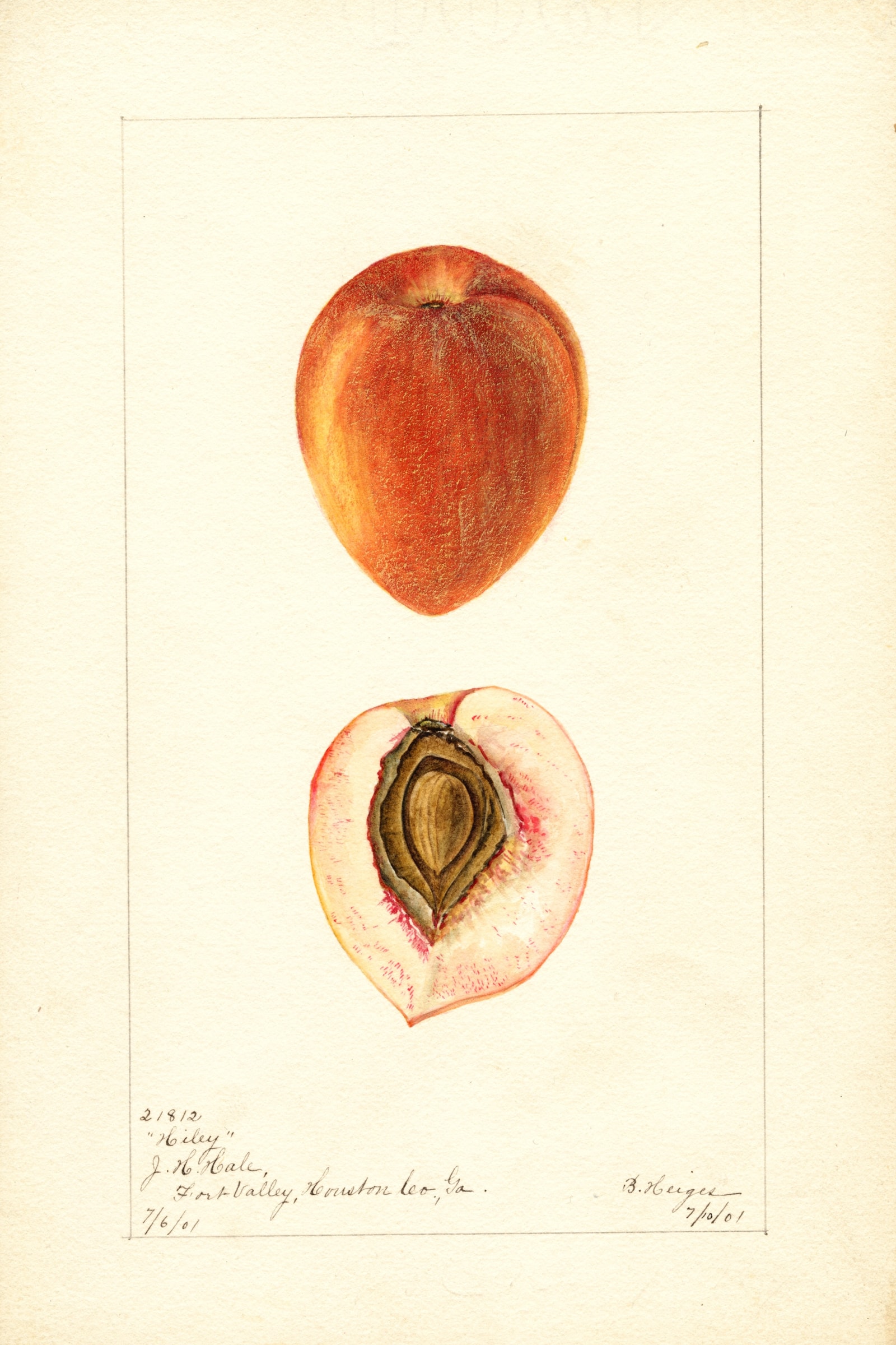 Hiley Peach