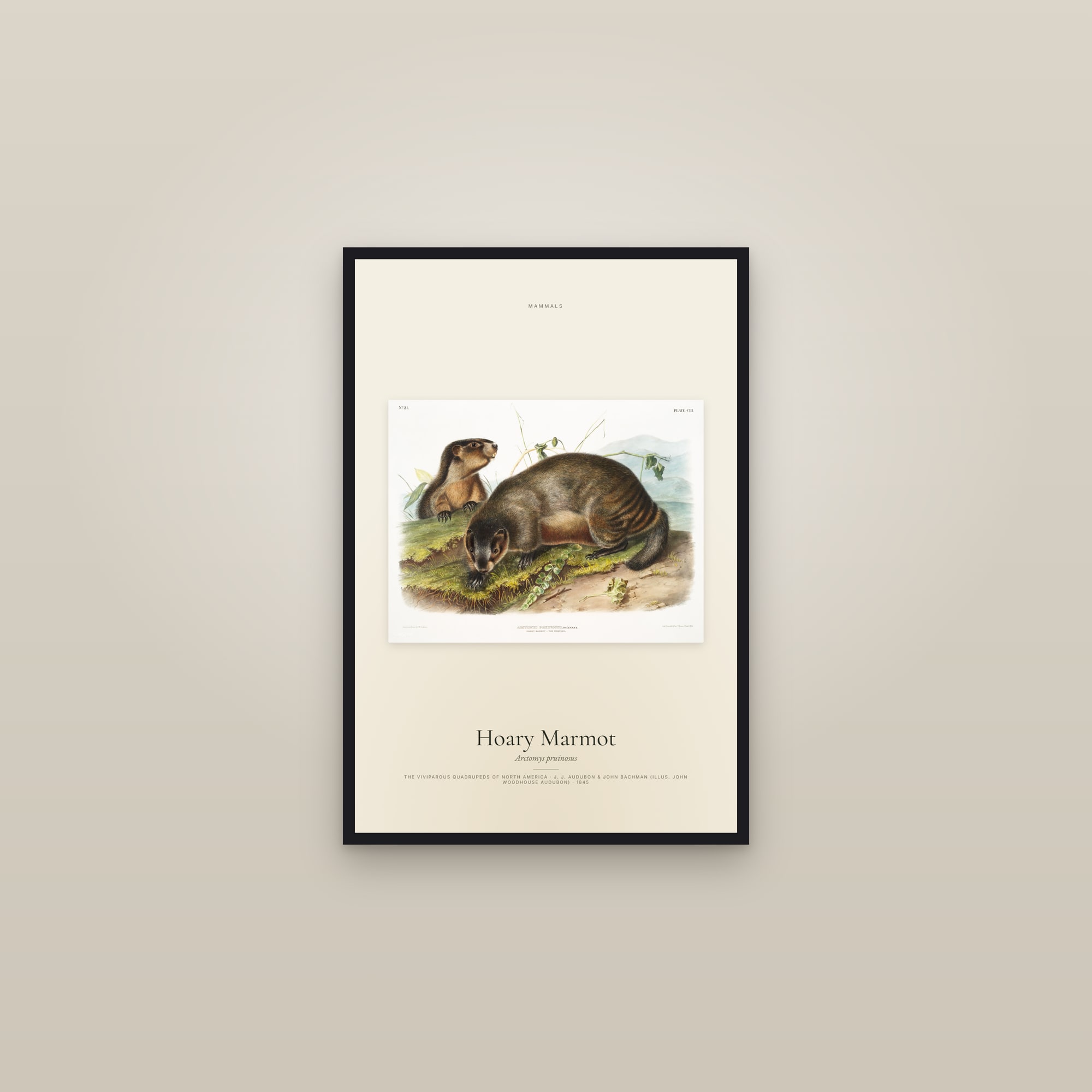 Hoary Marmot — framed in a gallery setting