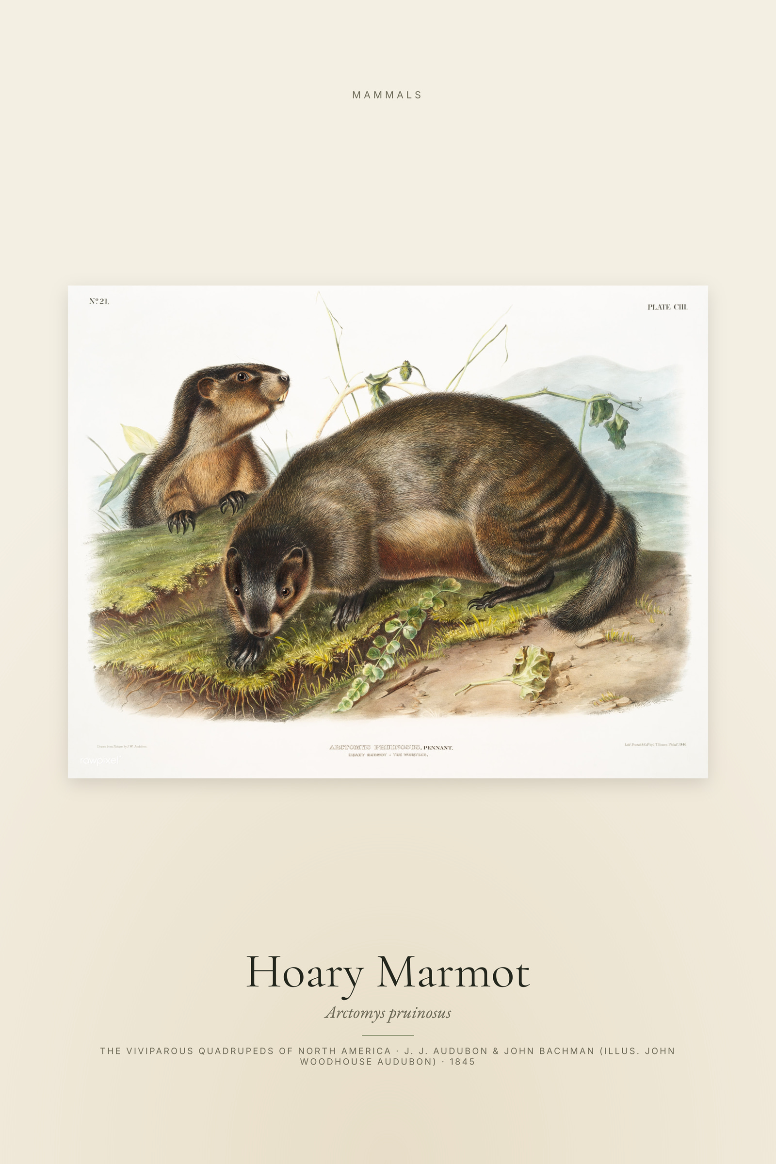 Hoary Marmot