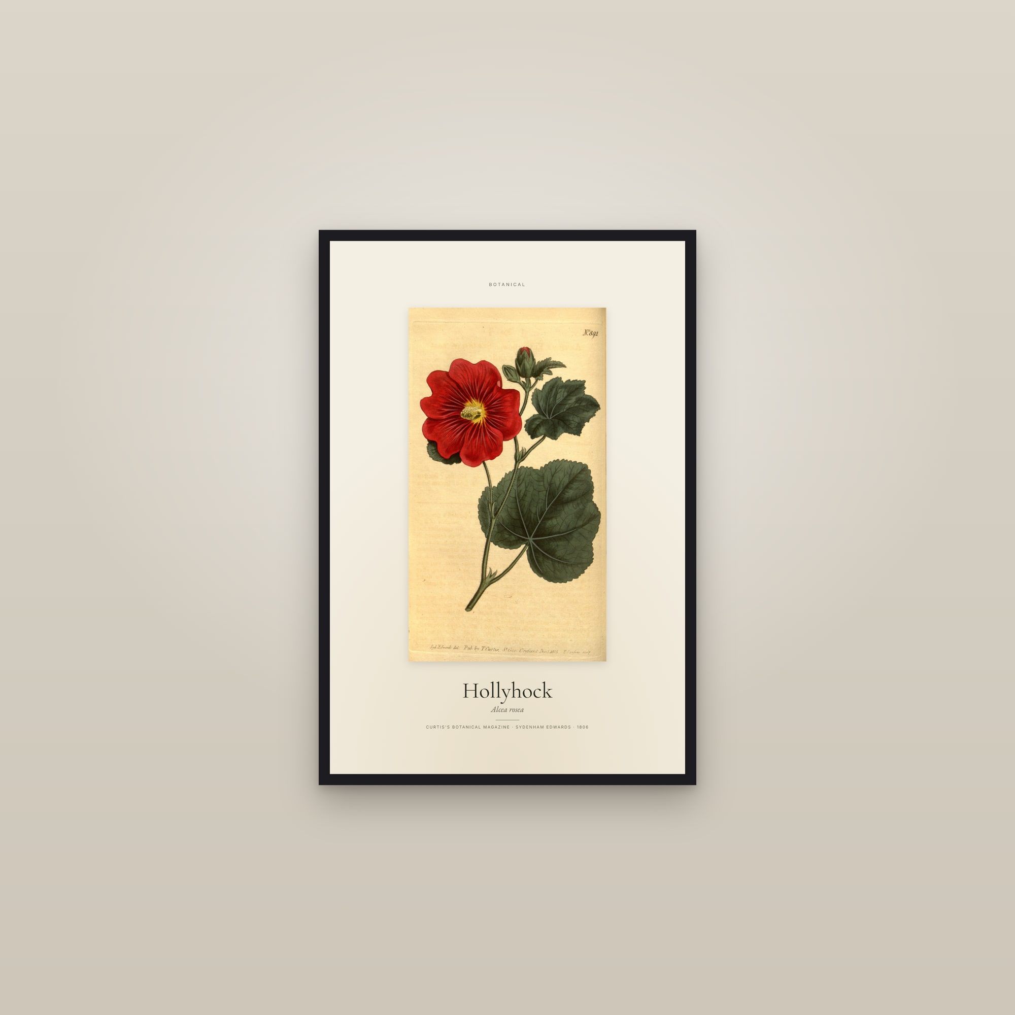 Hollyhock — Specimen — framed in a gallery setting