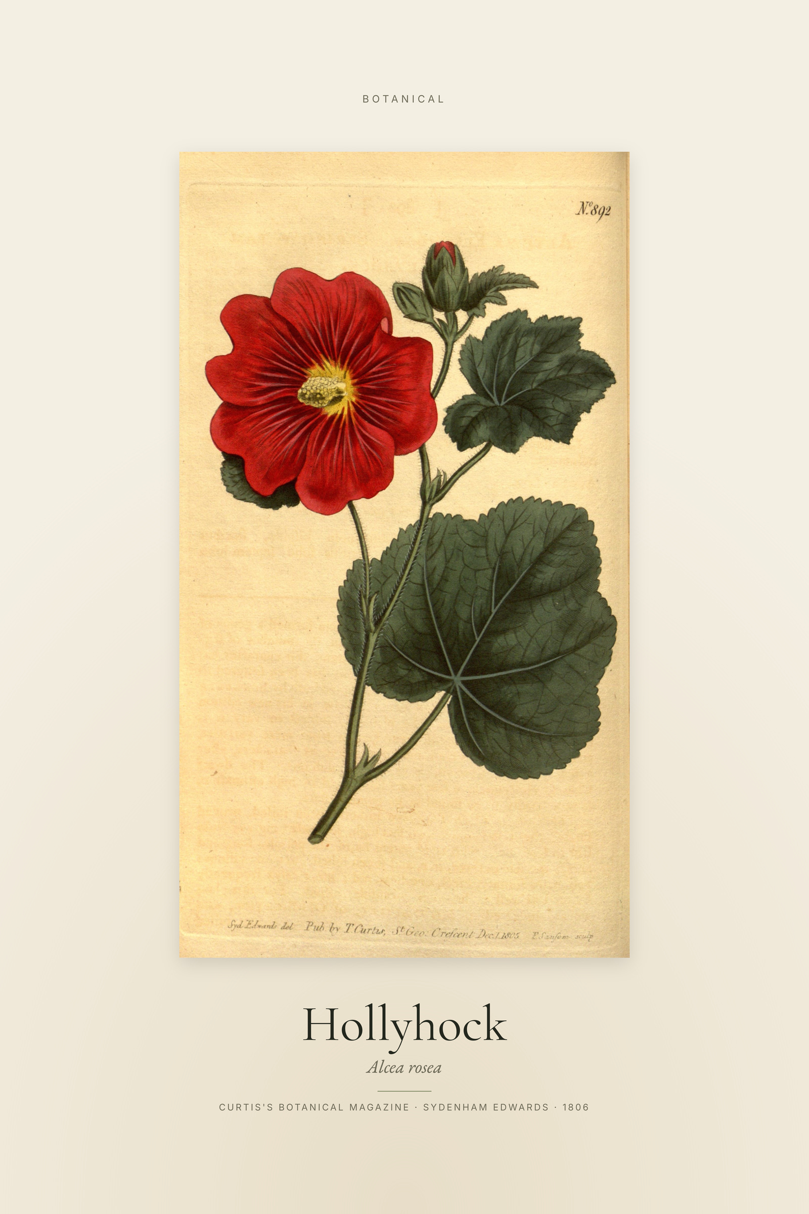 Hollyhock — Specimen