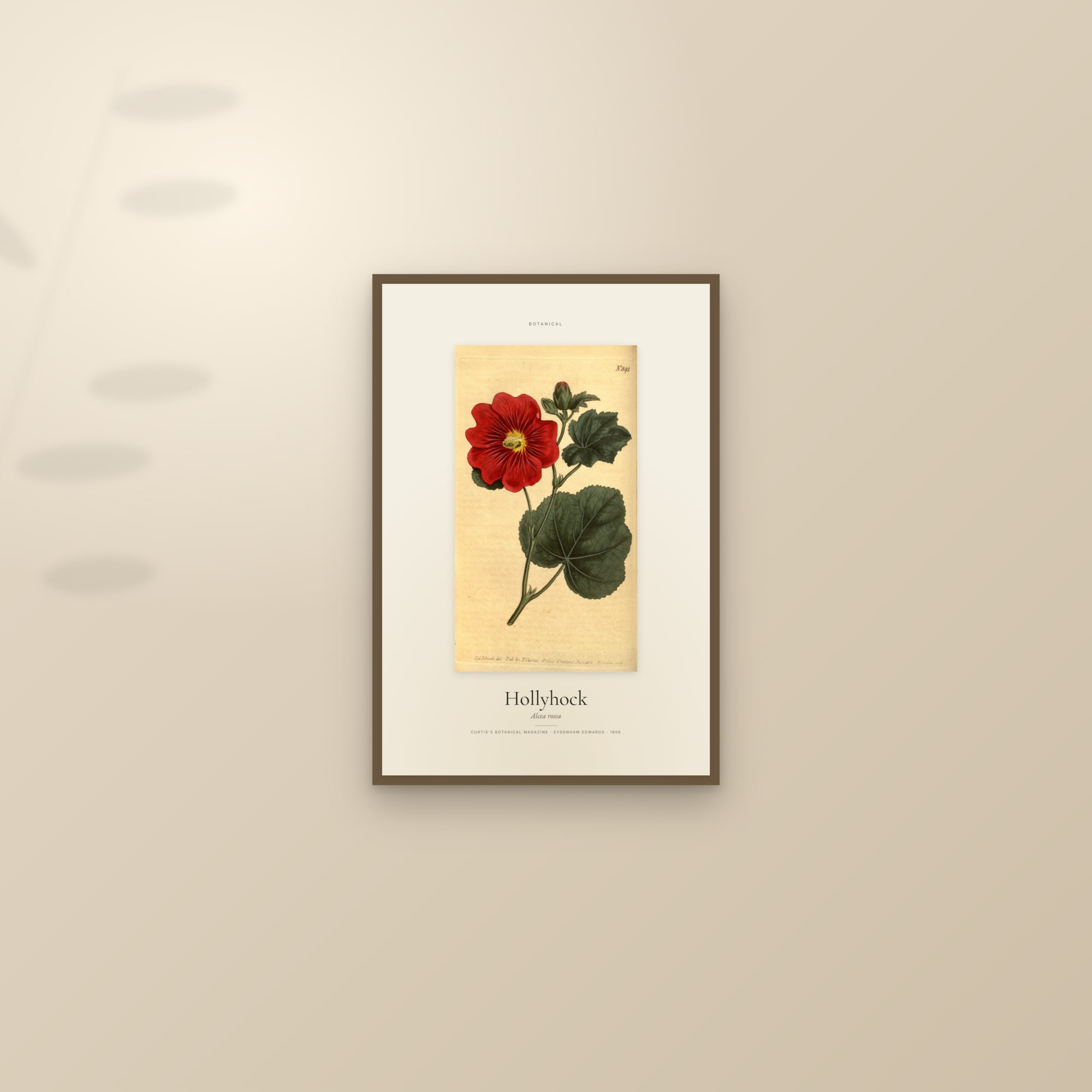 Hollyhock — Specimen — framed and styled on a sunlit wall
