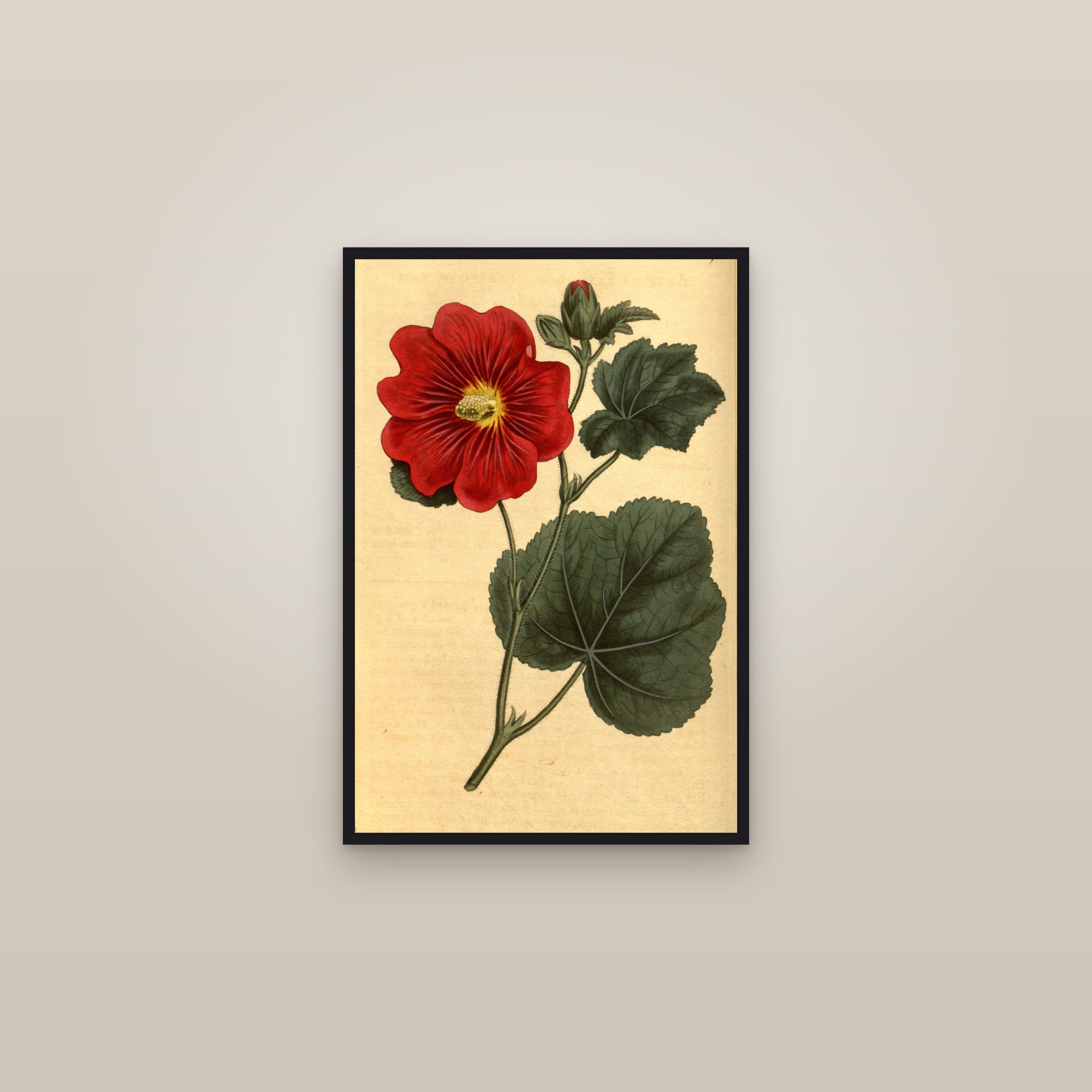 Hollyhock — framed in a gallery setting