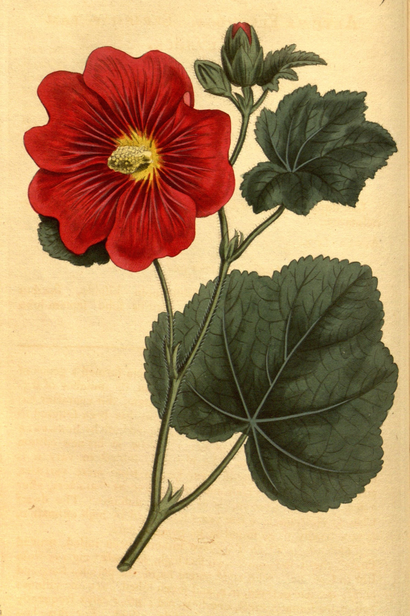 Hollyhock