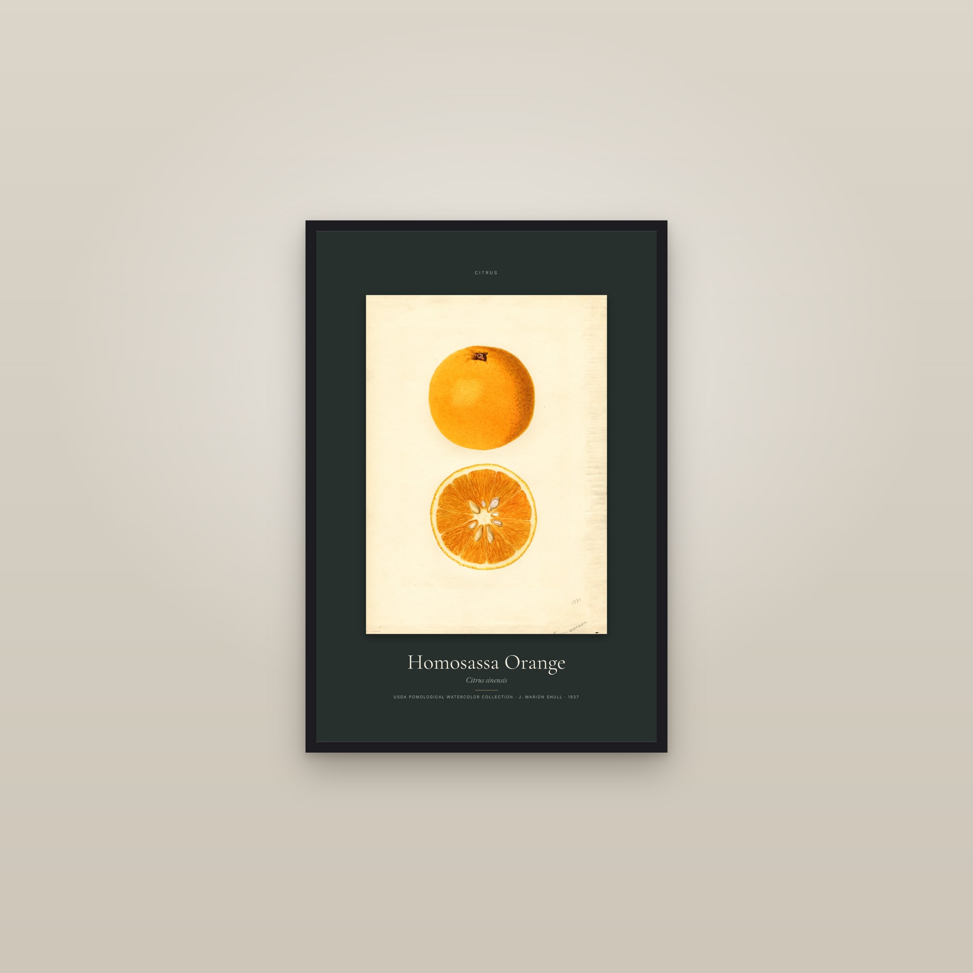 Homosassa Orange — Specimen — framed in a gallery setting