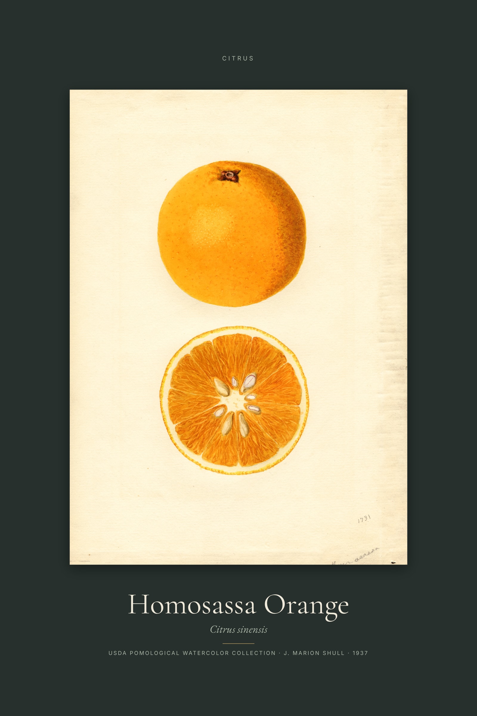 Homosassa Orange — Specimen