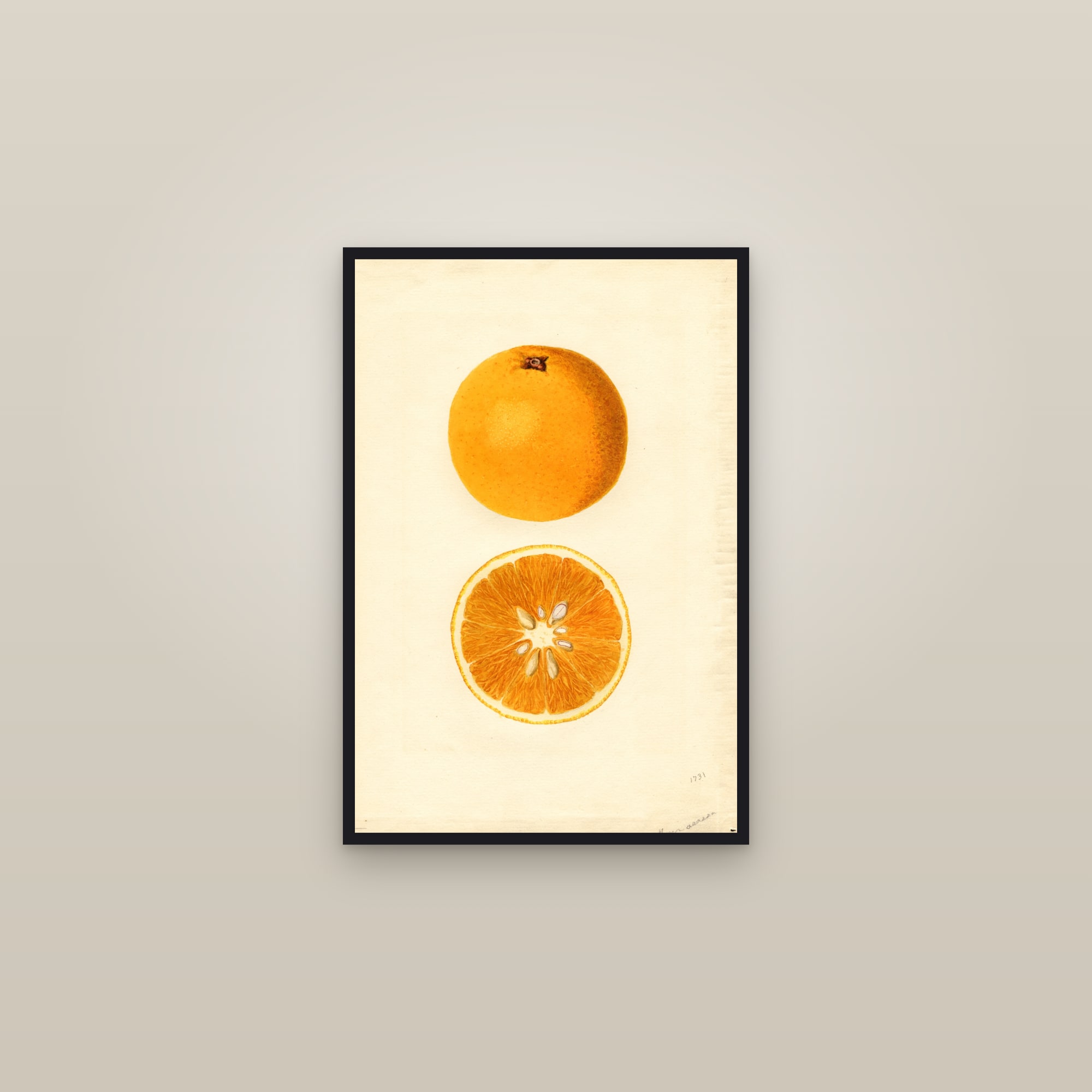Homosassa Orange — framed in a gallery setting