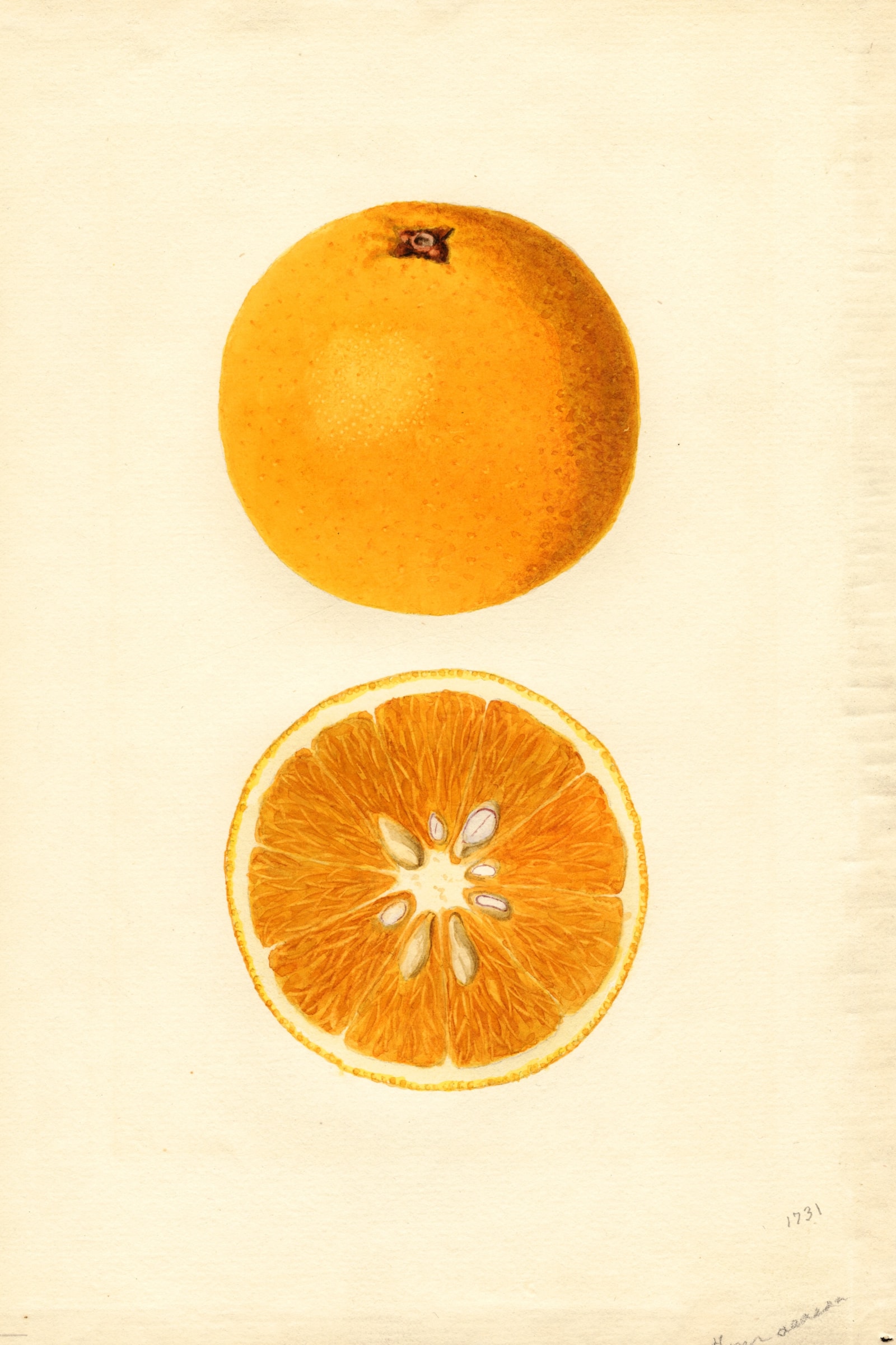 Homosassa Orange
