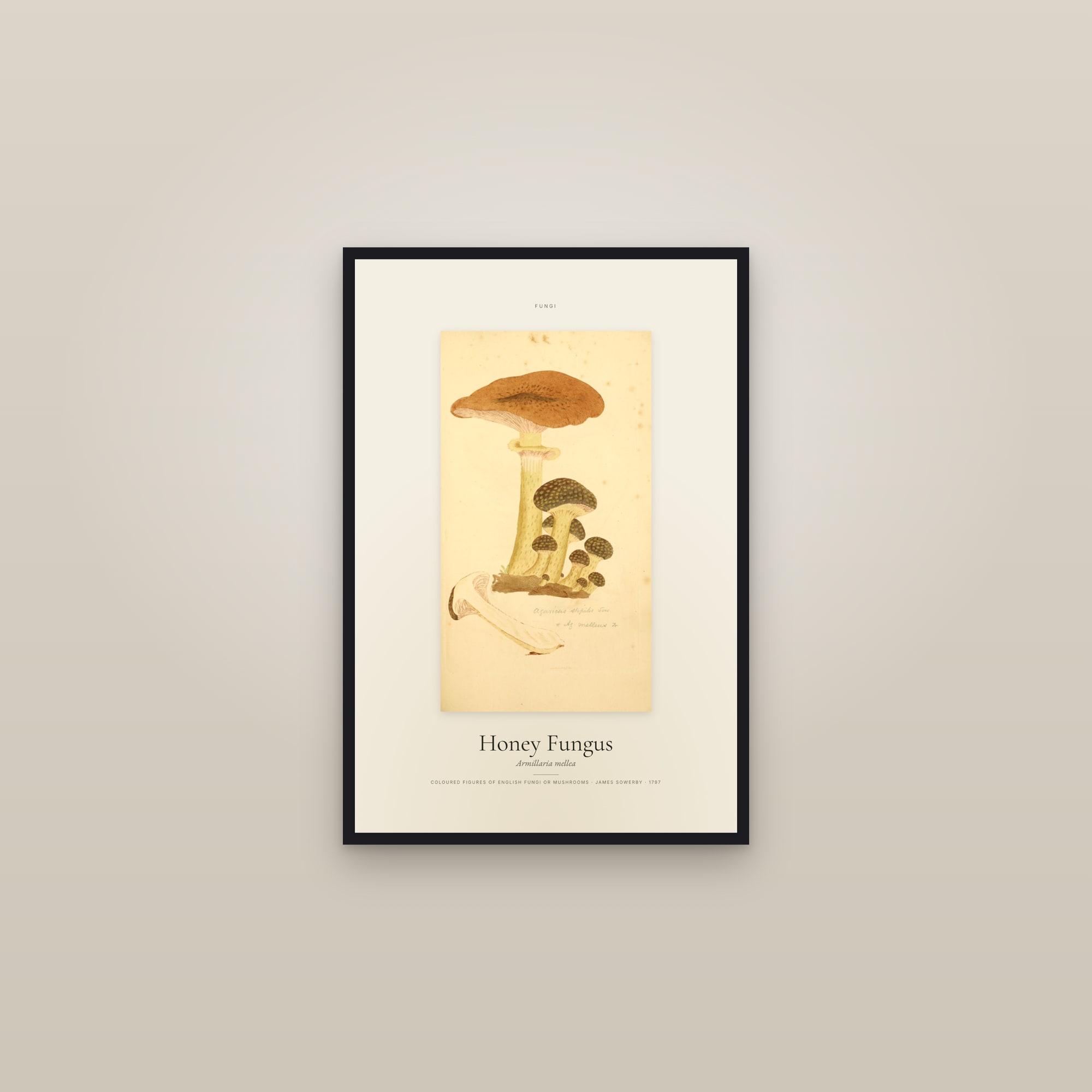 Honey Fungus — Specimen — framed in a gallery setting