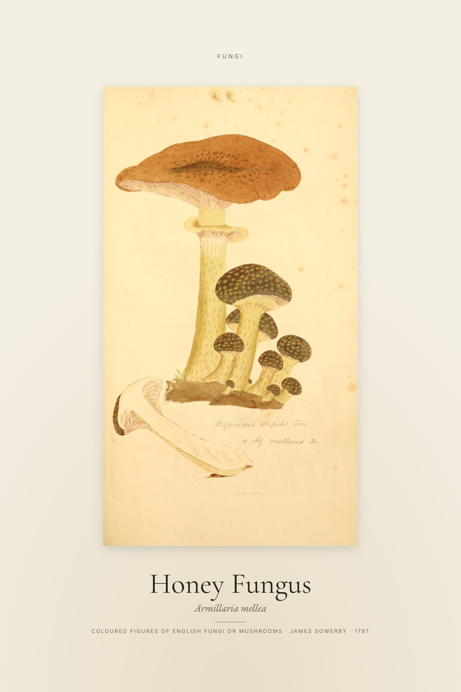 Honey Fungus — Specimen