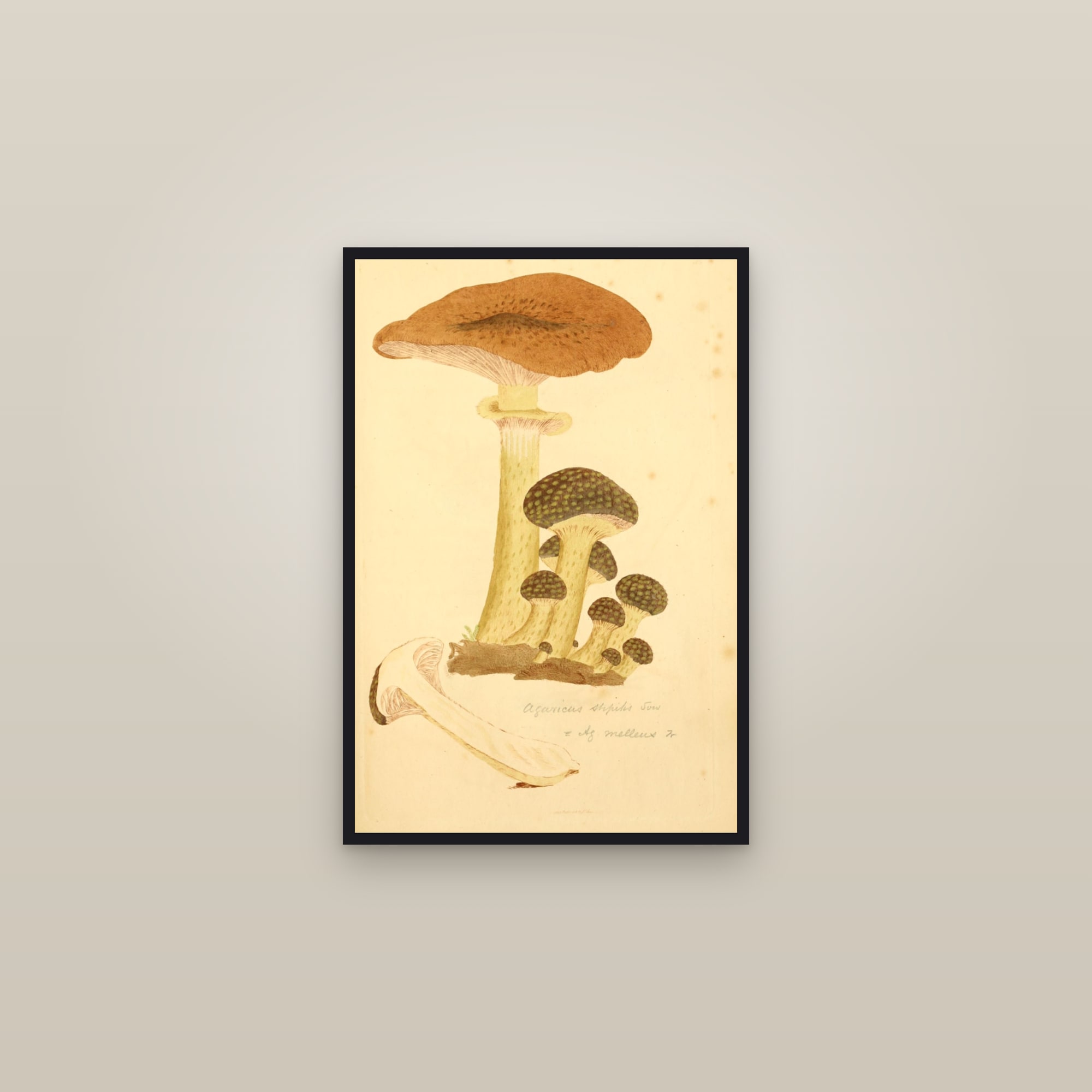 Honey Fungus — framed in a gallery setting