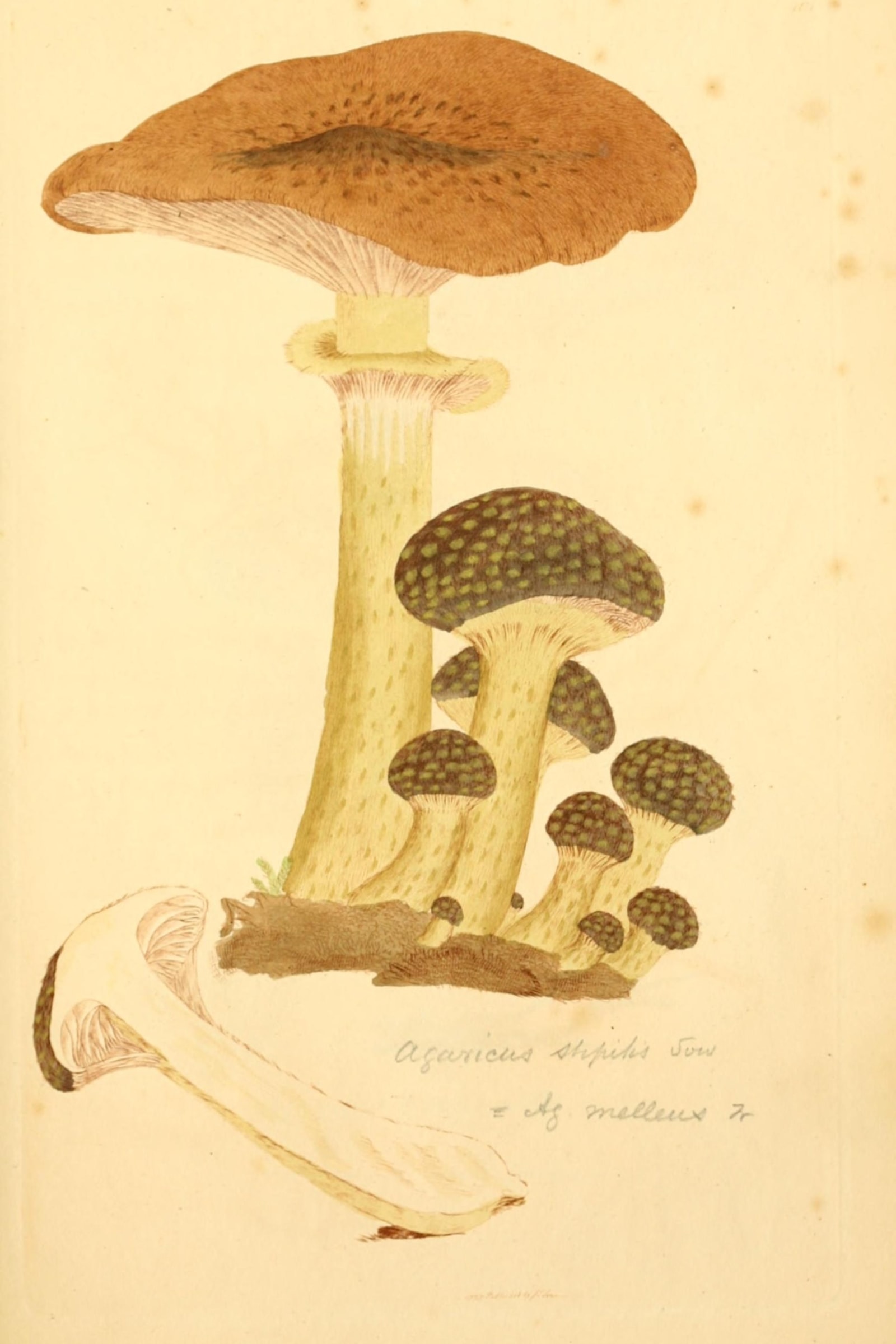 Honey Fungus