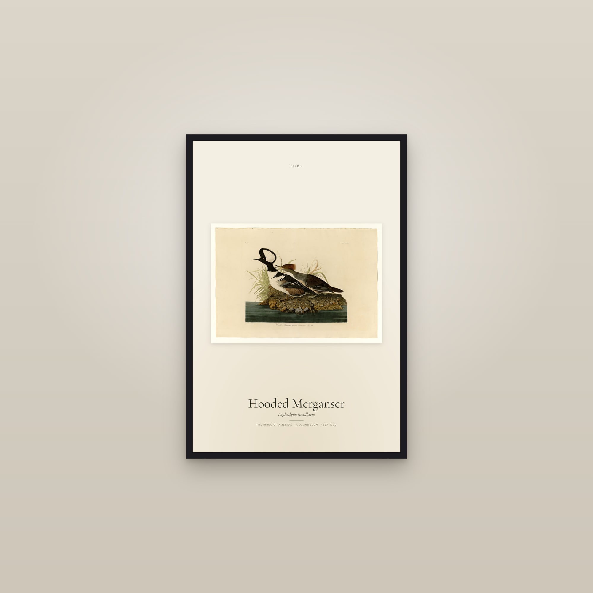 Hooded Merganser — framed in a gallery setting