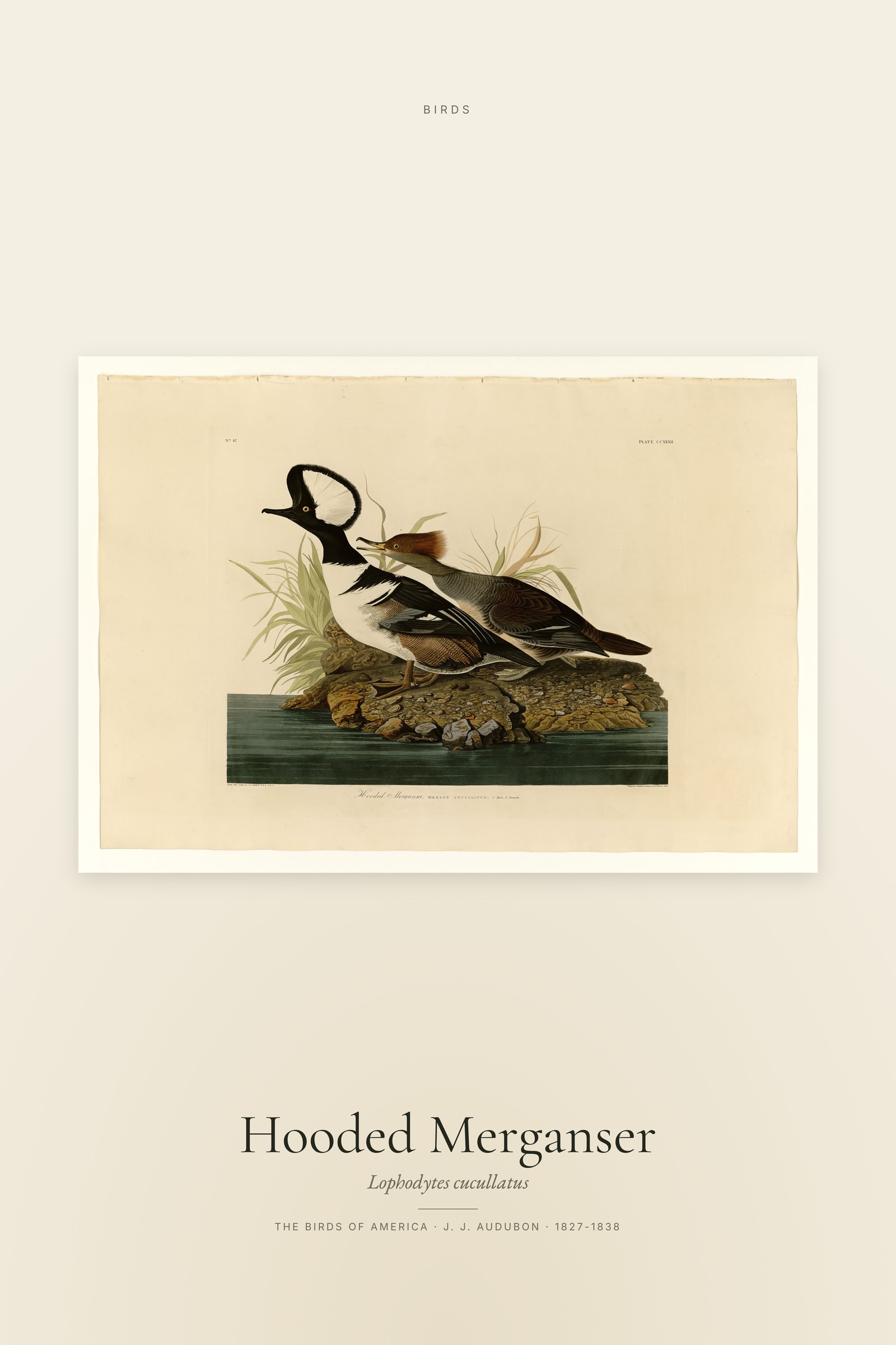 Hooded Merganser