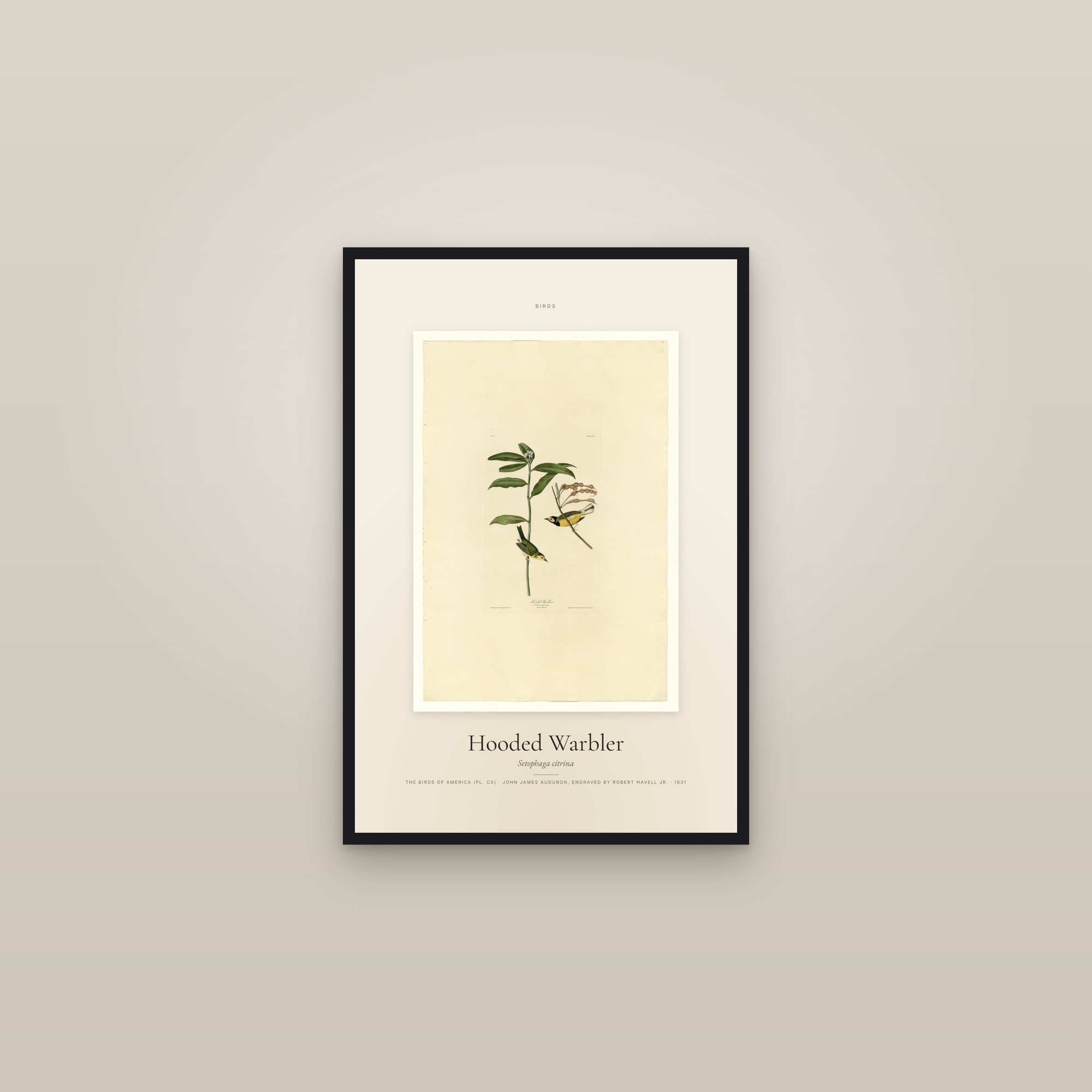 Hooded Warbler — Specimen — framed in a gallery setting