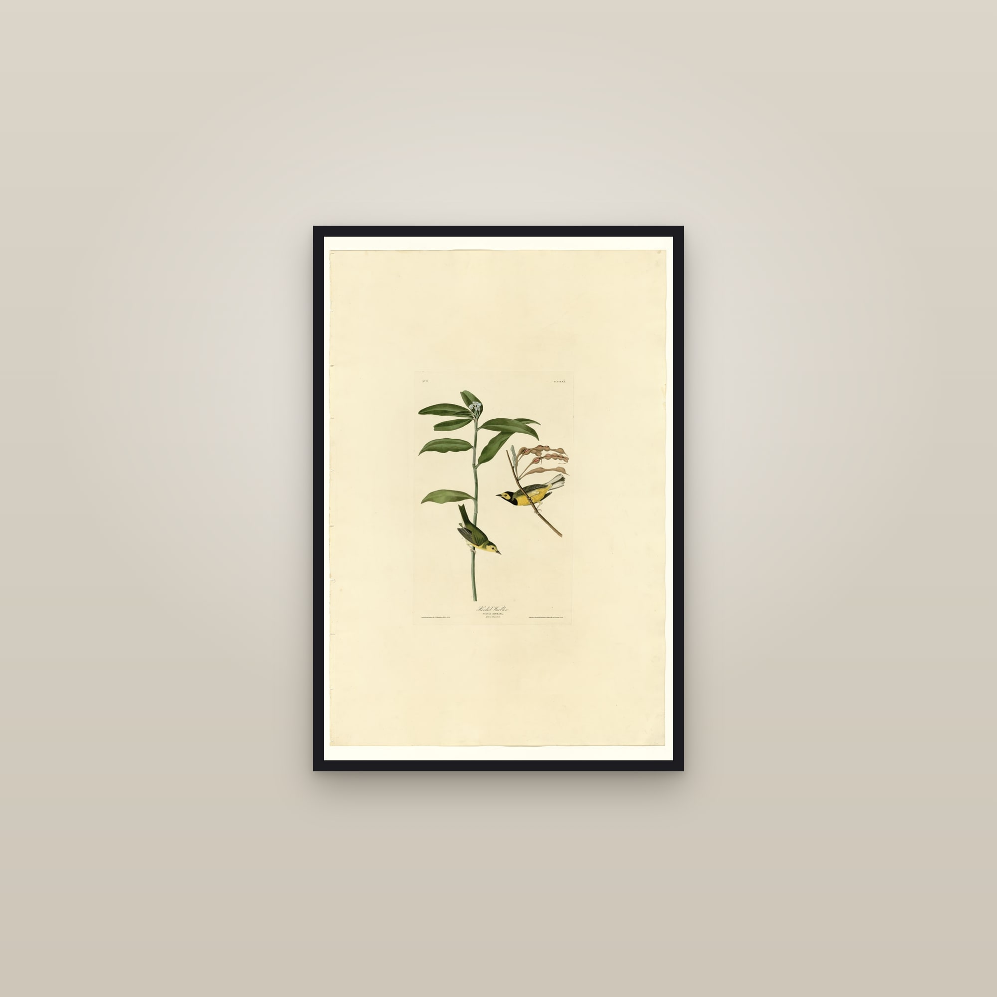 Hooded Warbler — framed in a gallery setting