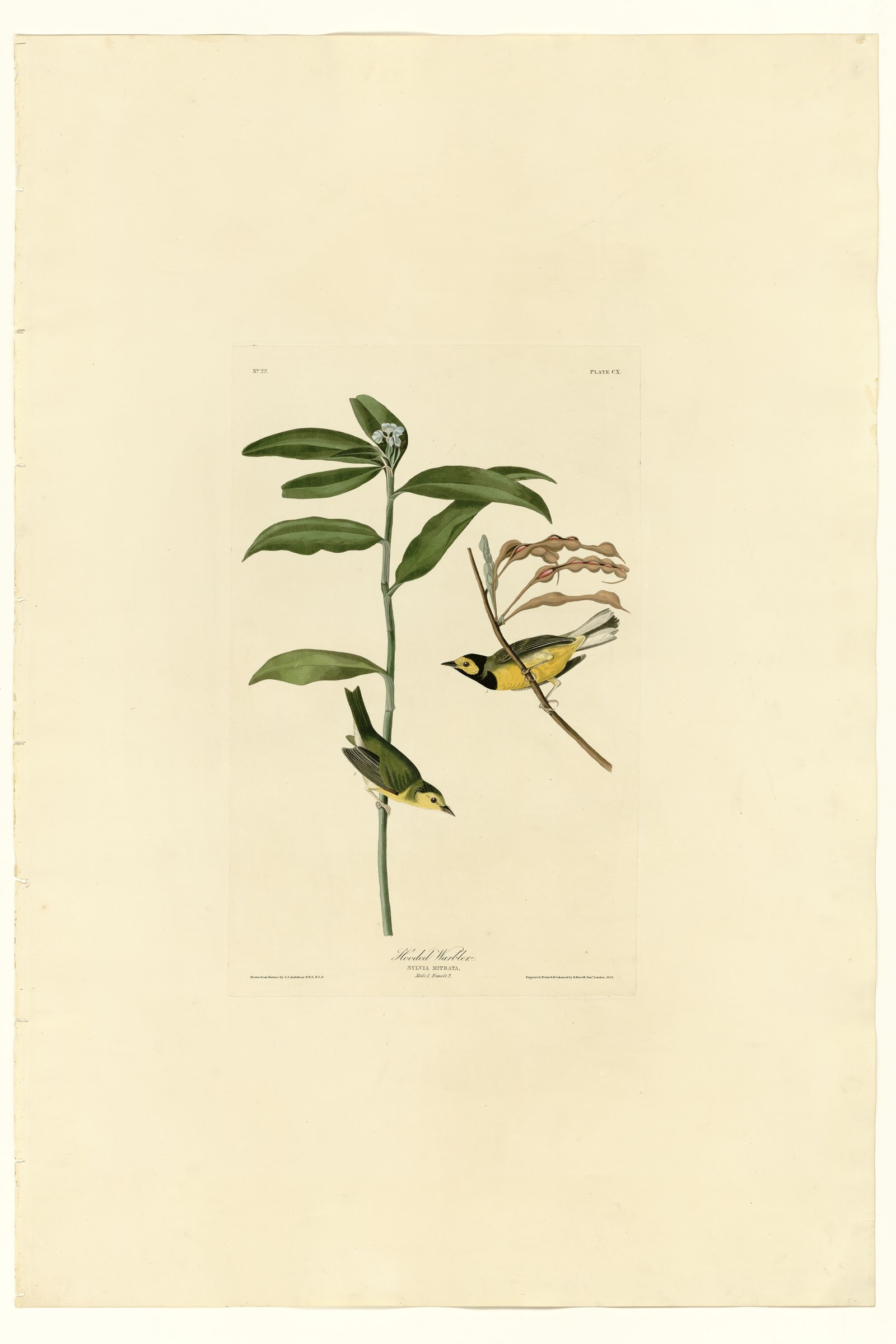 Hooded Warbler