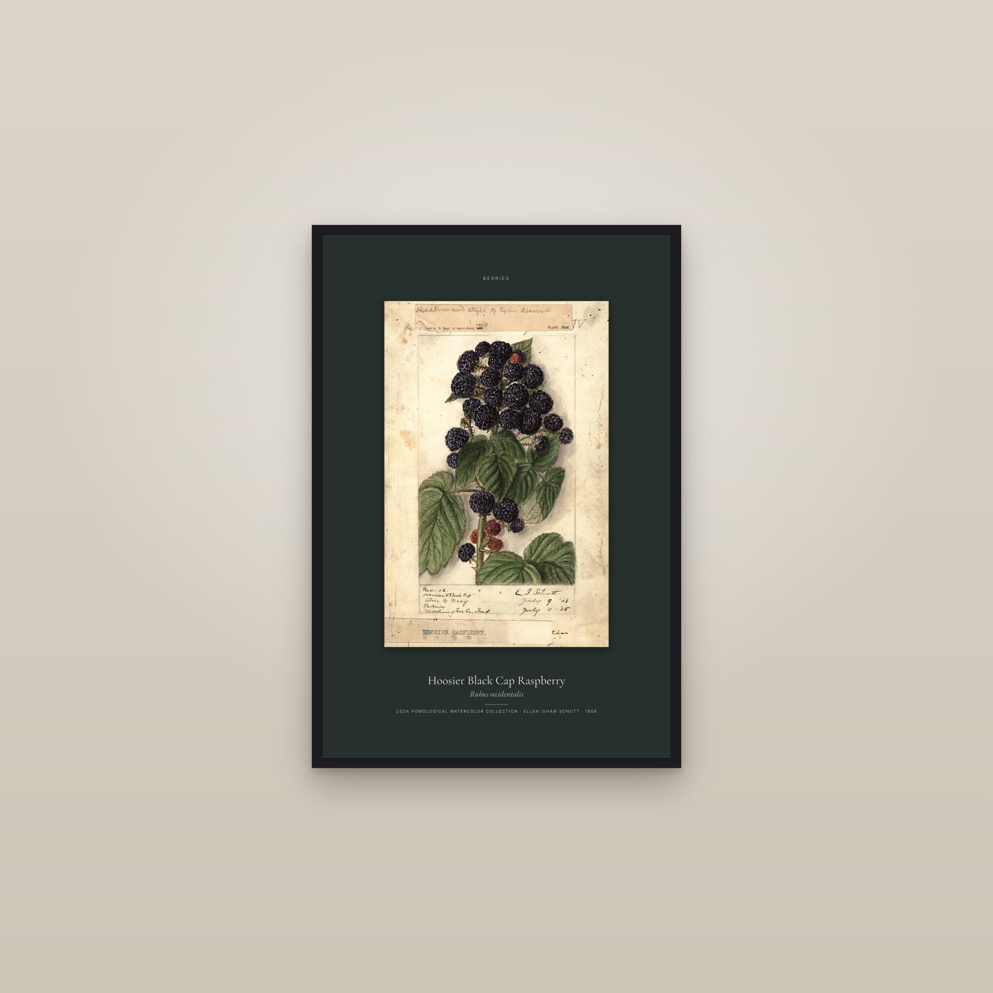 Hoosier Black Cap Raspberry — Specimen — framed in a gallery setting