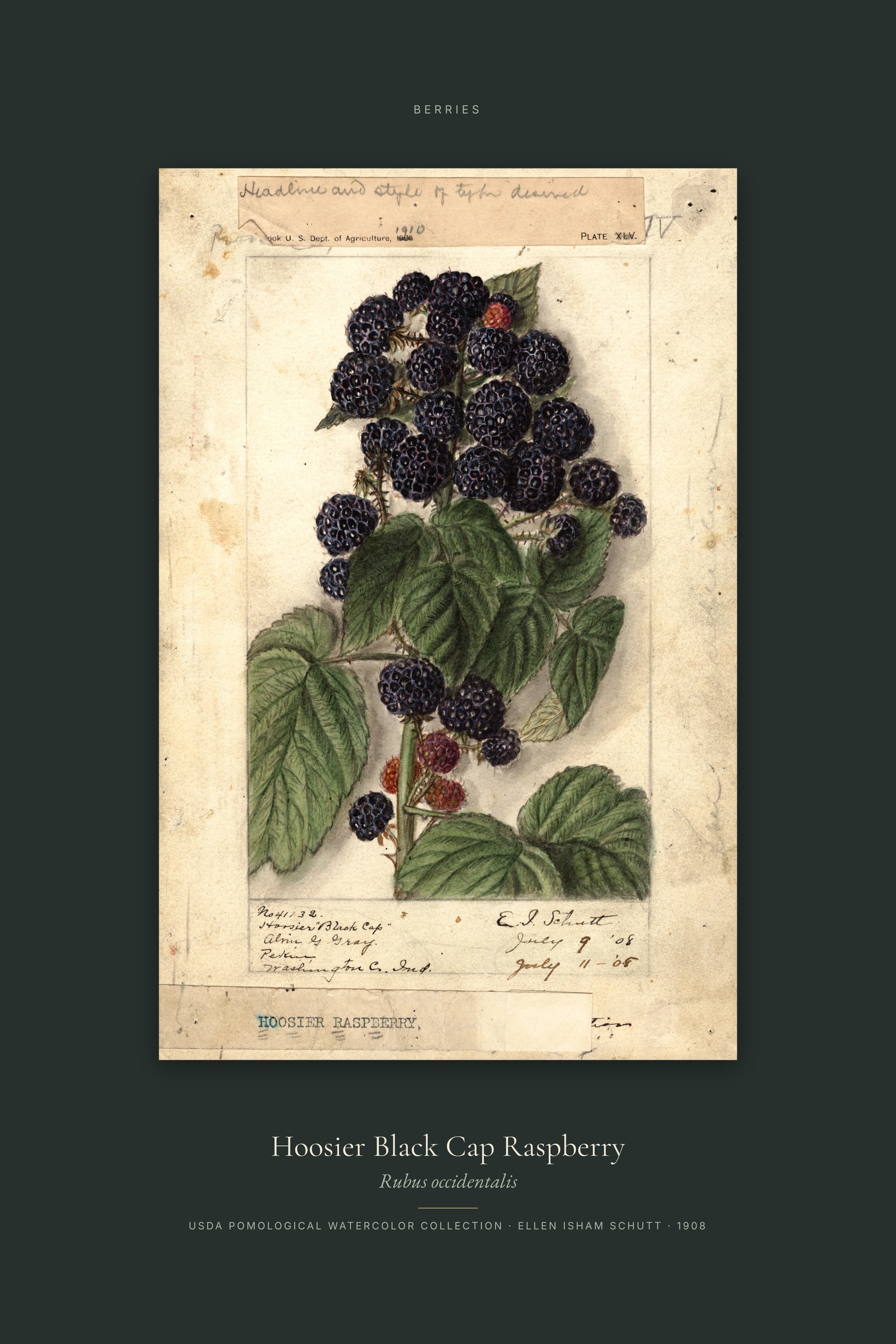 Hoosier Black Cap Raspberry — Specimen