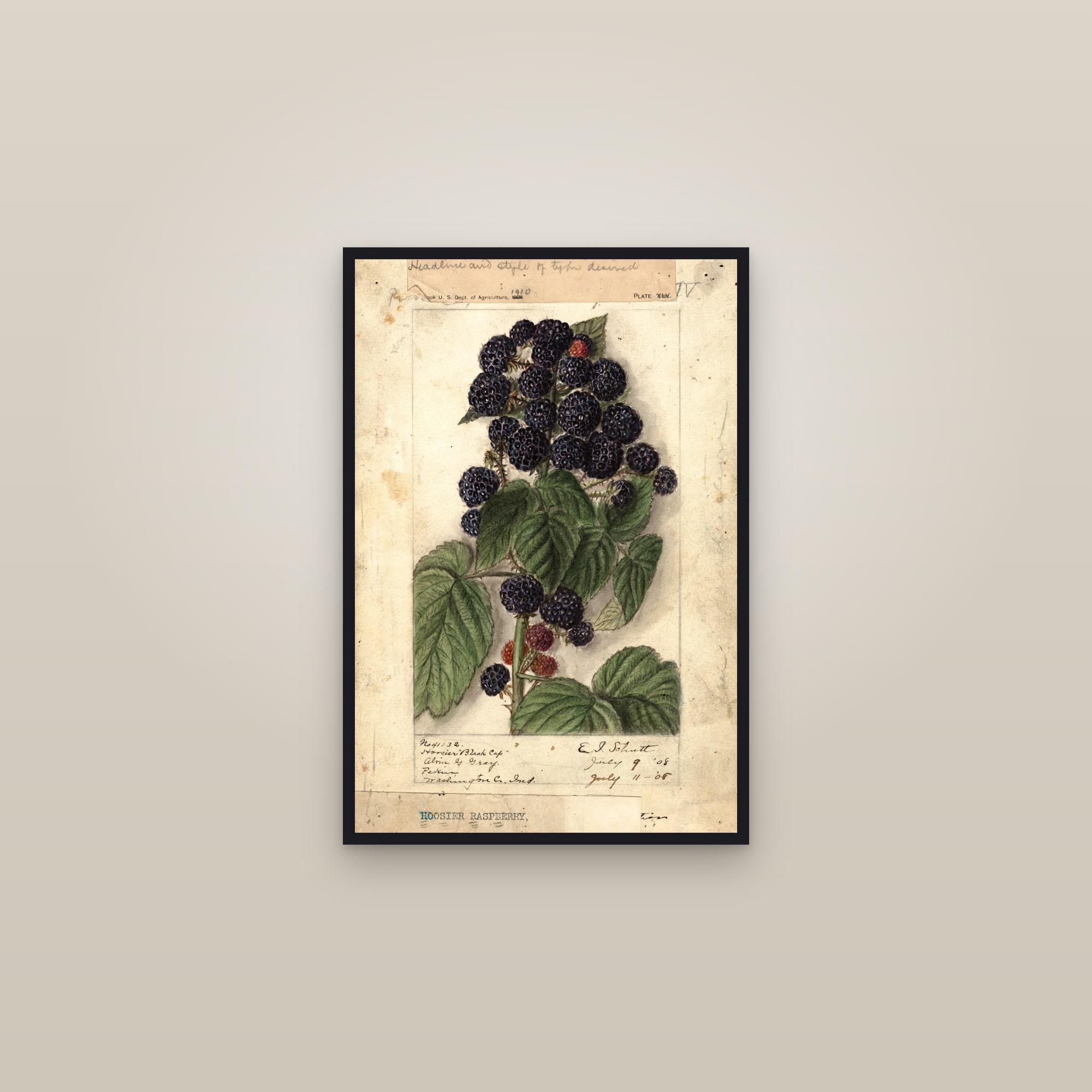 Hoosier Black Cap Raspberry — framed in a gallery setting