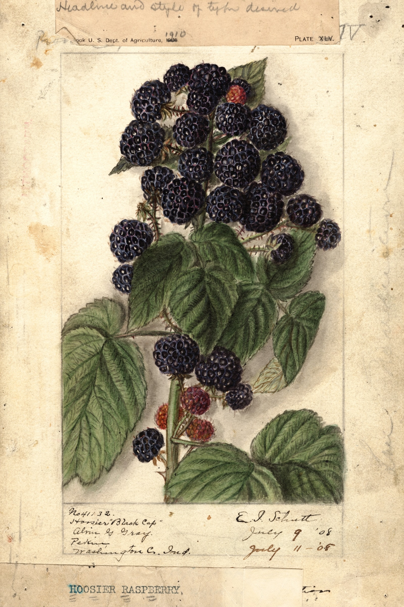 Hoosier Black Cap Raspberry