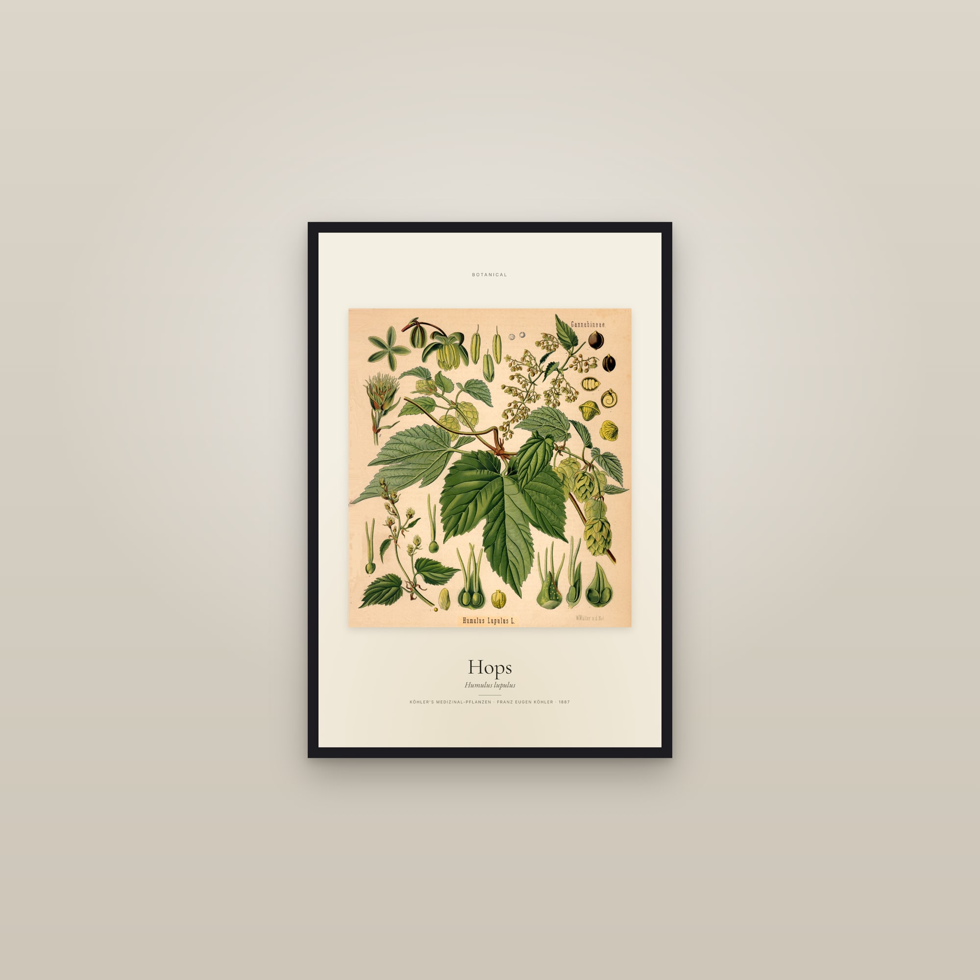 Hops — Specimen — framed in a gallery setting
