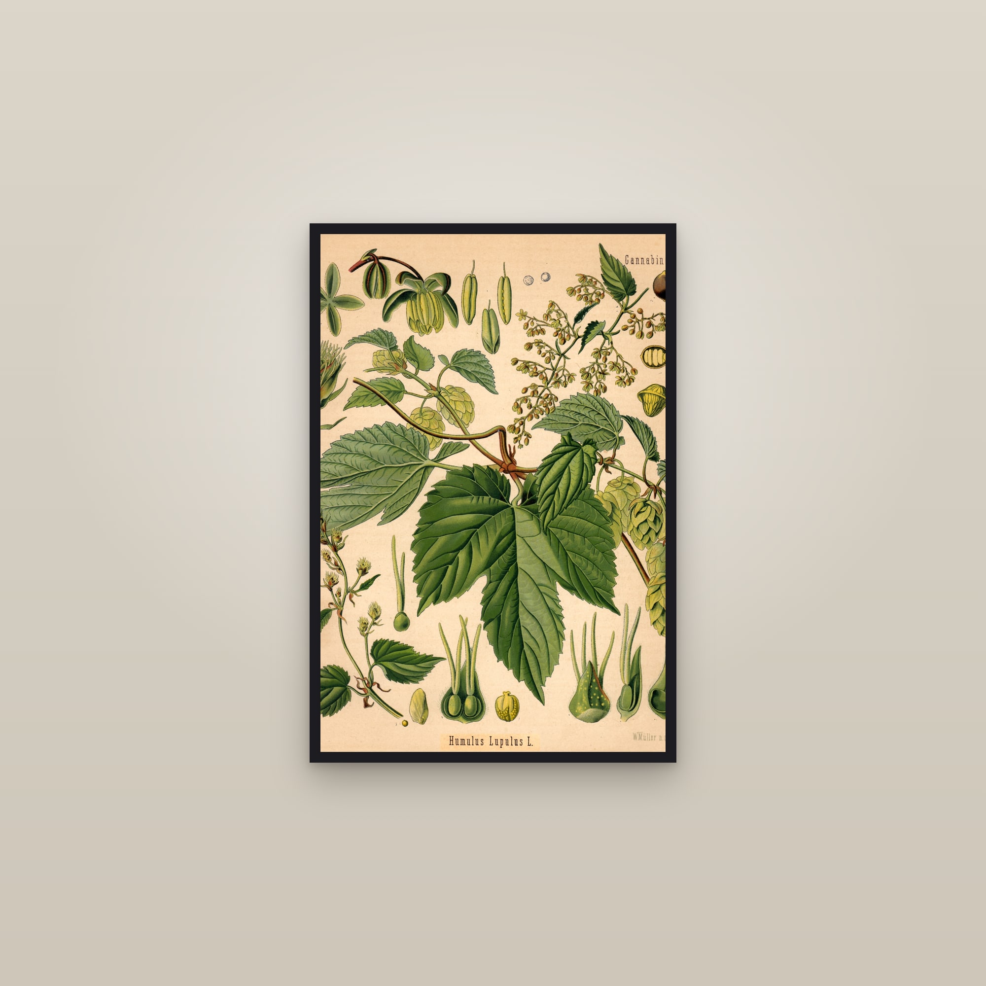 Hops — framed in a gallery setting