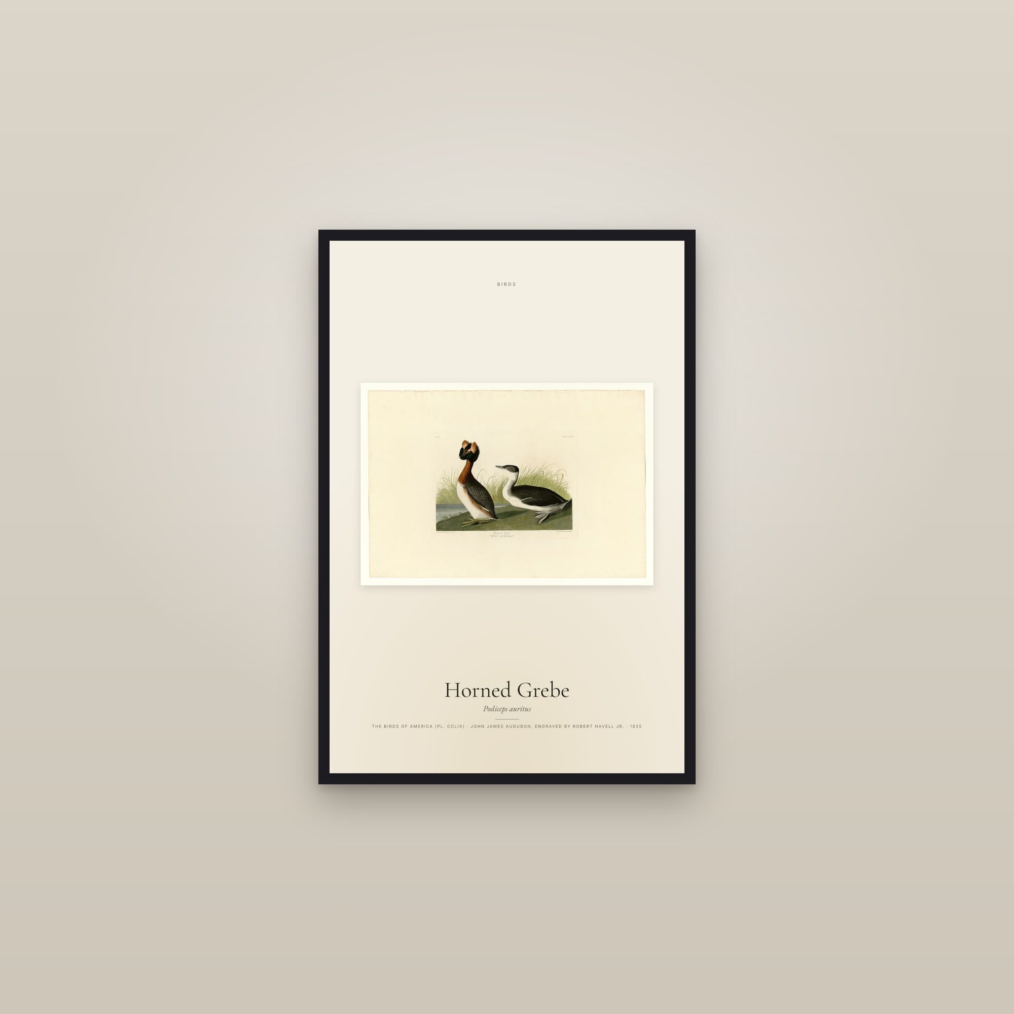Horned Grebe — framed in a gallery setting