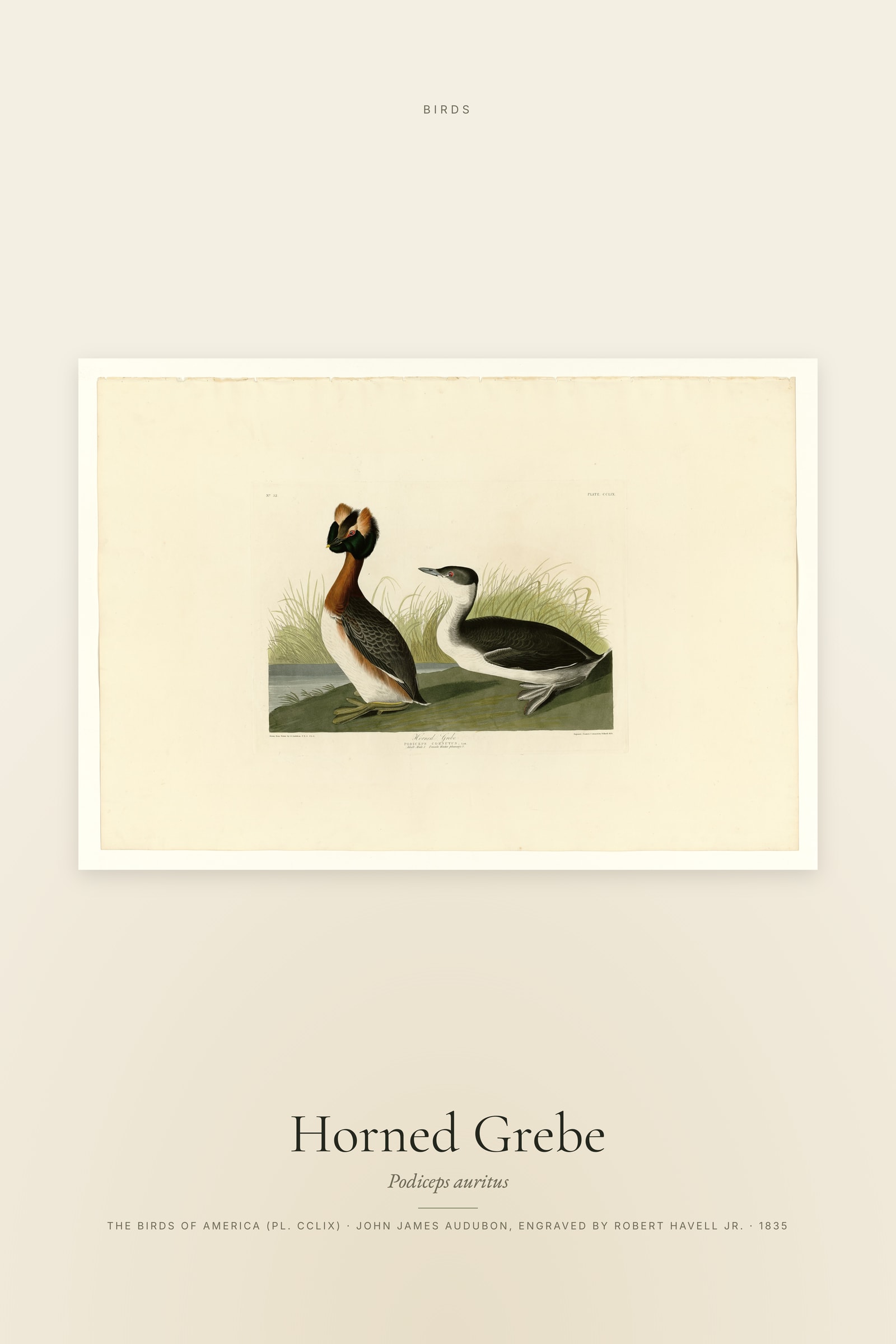 Horned Grebe