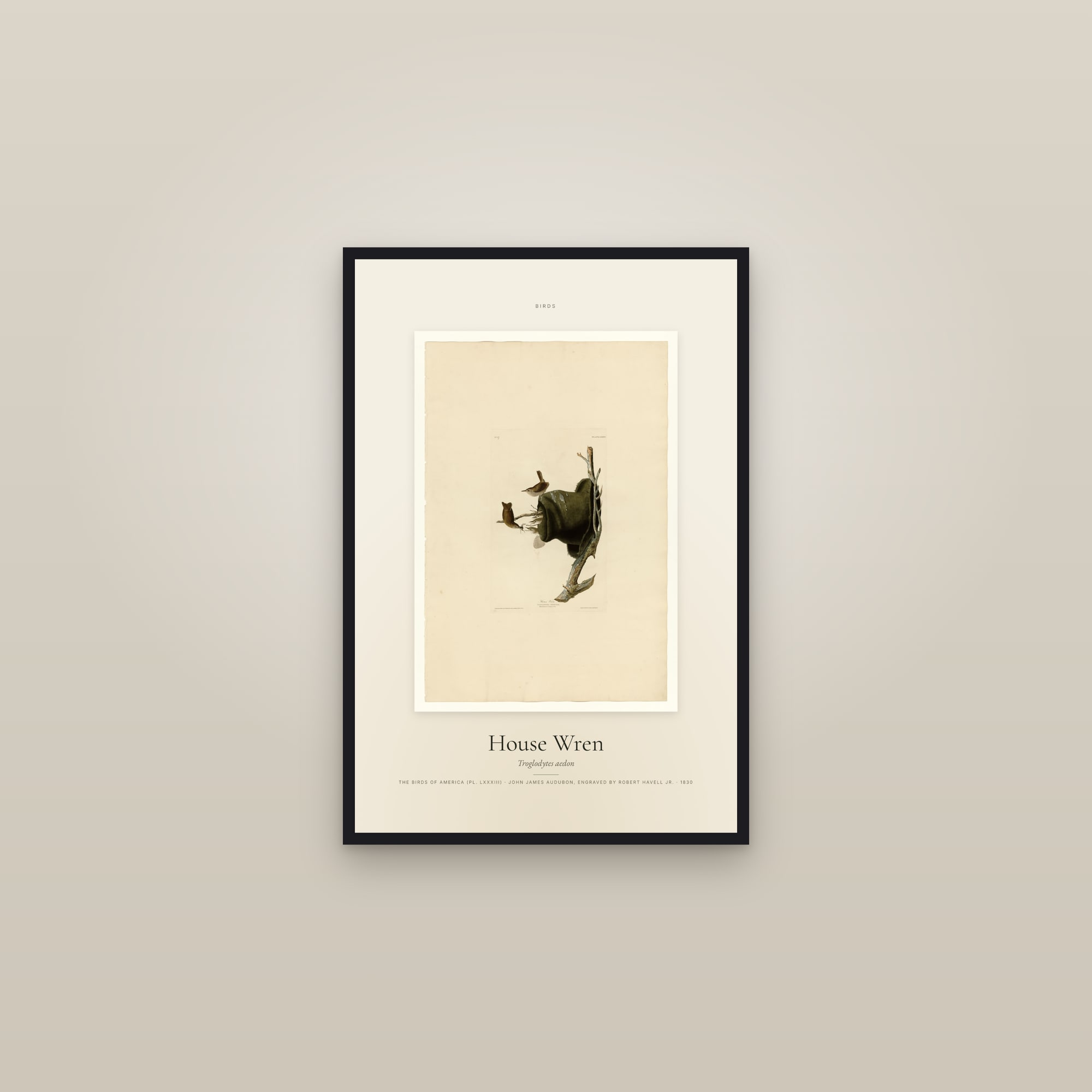 House Wren — Specimen — framed in a gallery setting