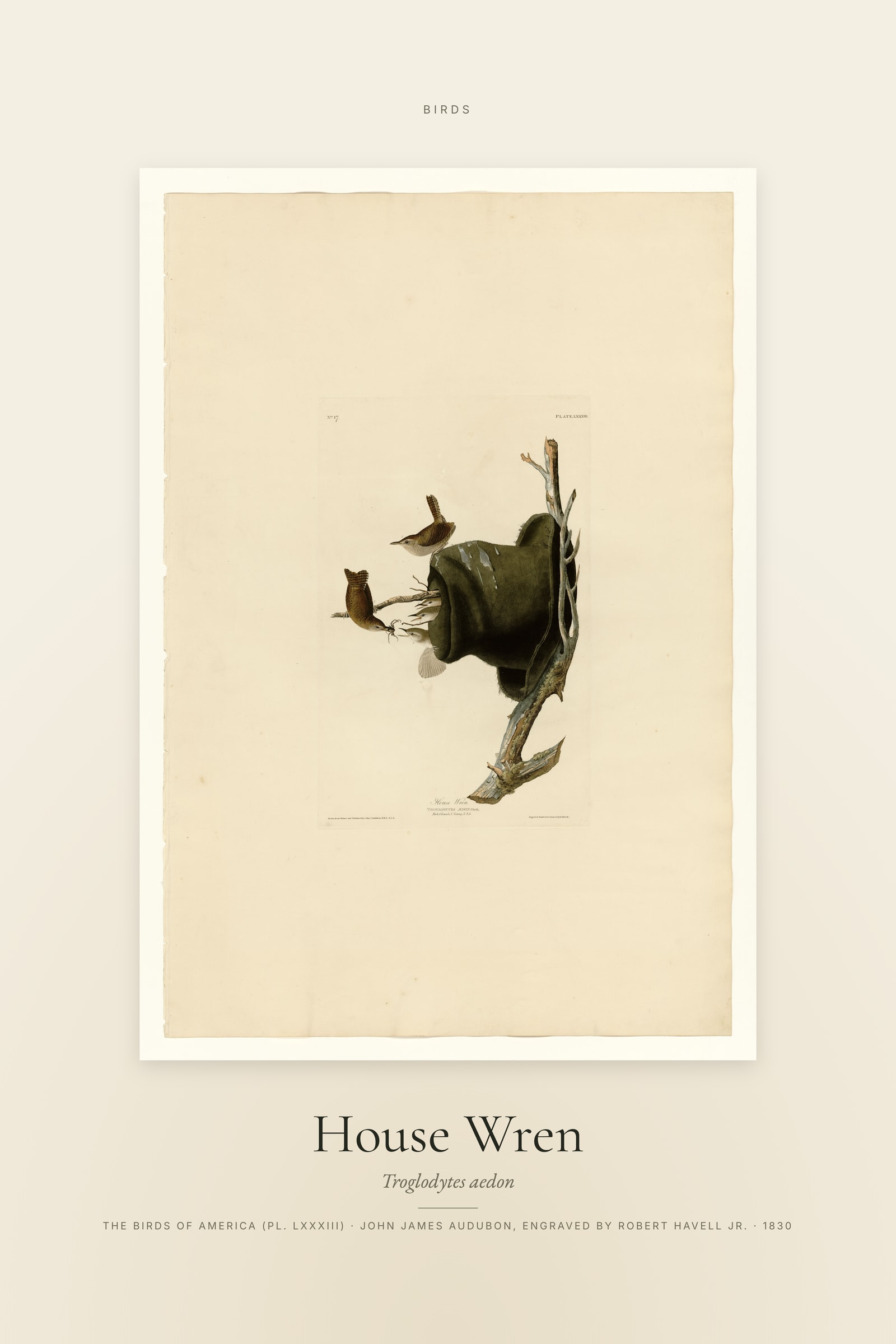 House Wren — Specimen