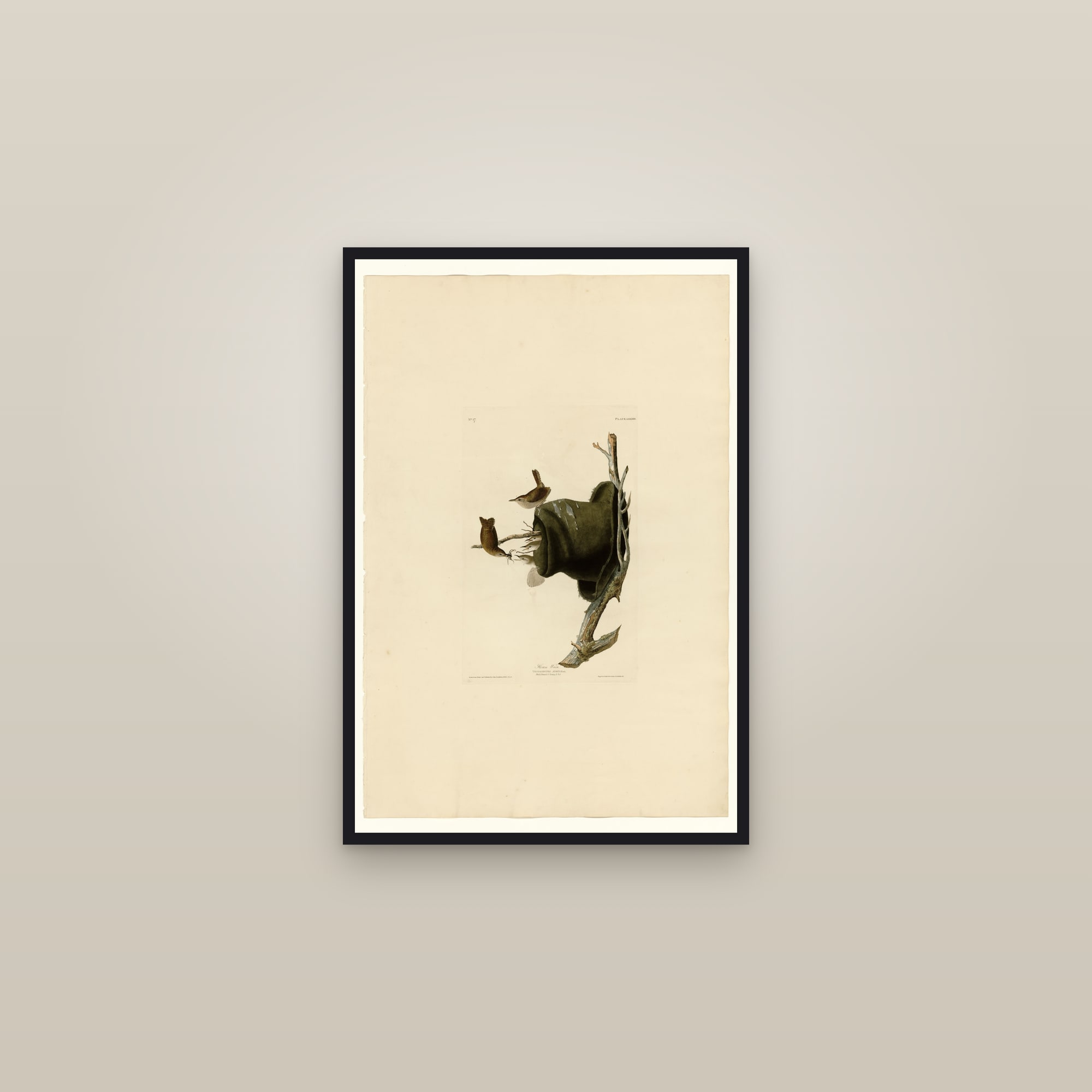 House Wren — framed in a gallery setting