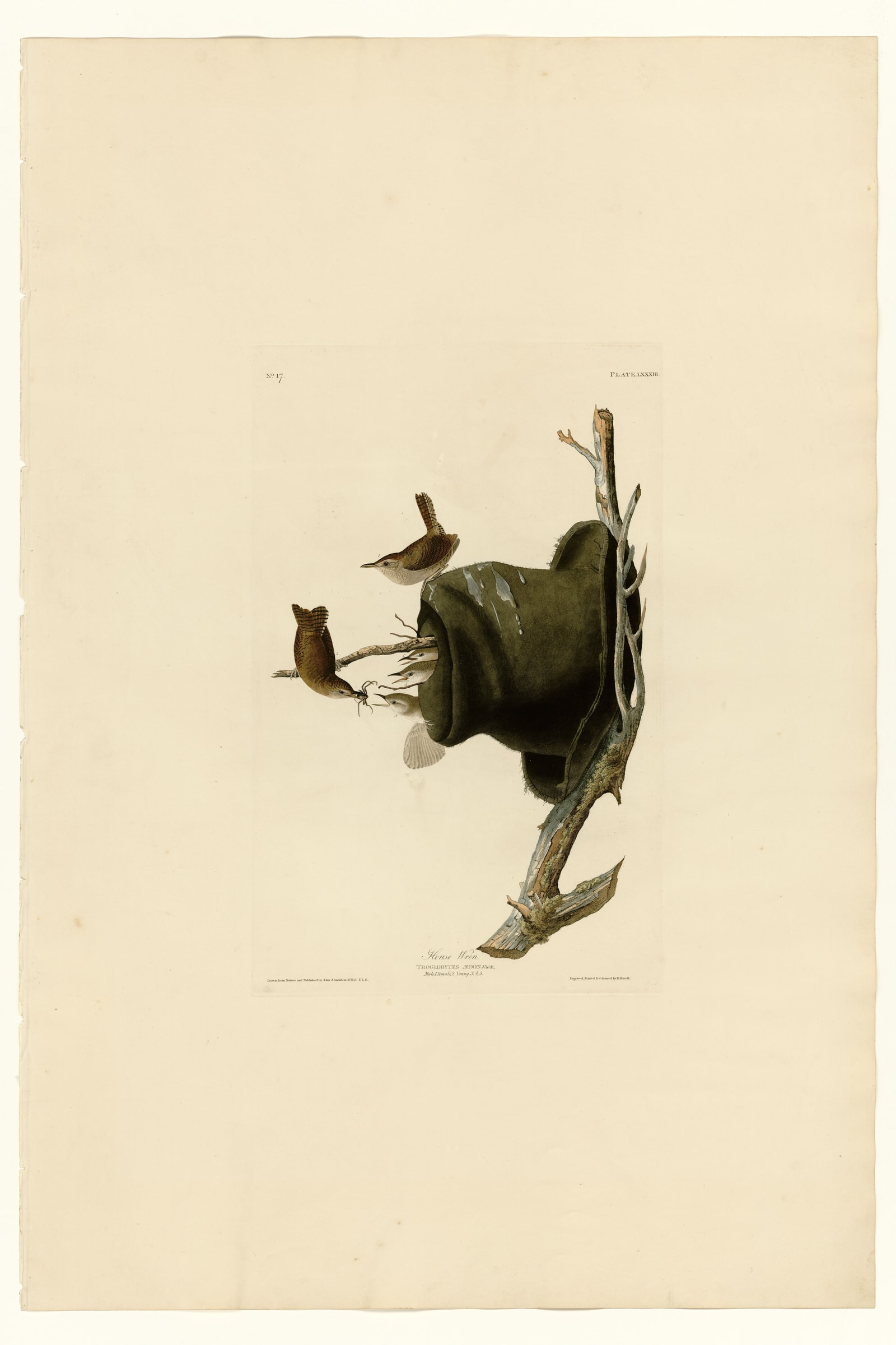 House Wren