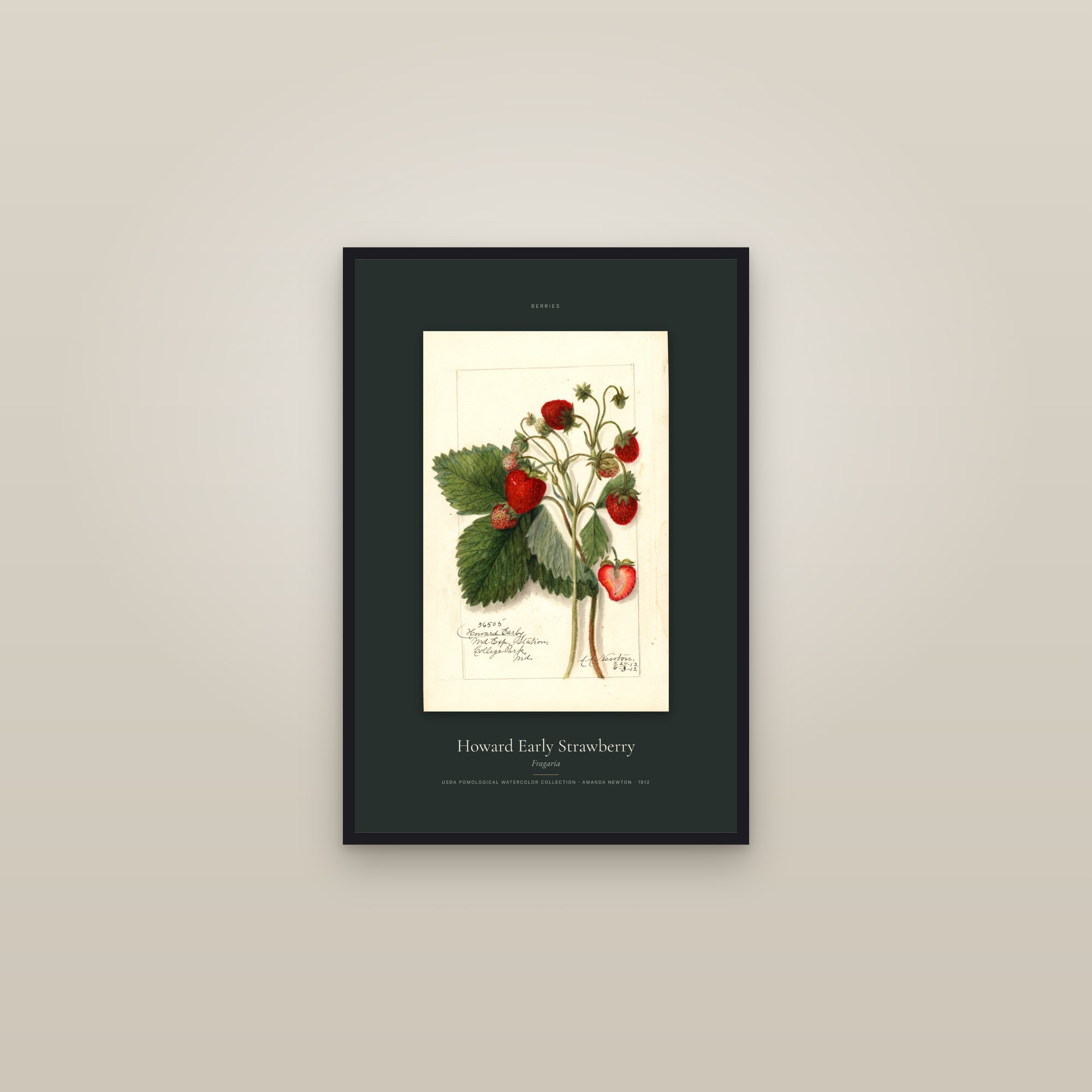 Howard Early Strawberry — Specimen — framed in a gallery setting