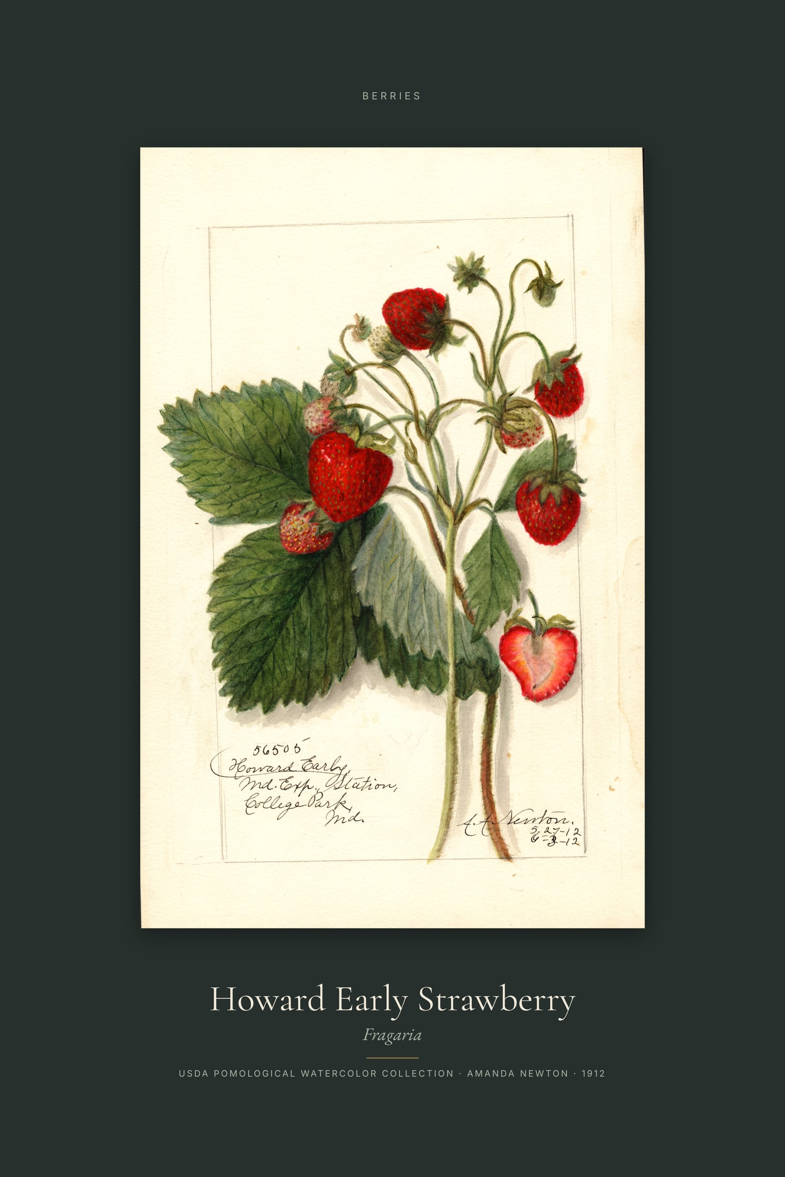 Howard Early Strawberry — Specimen