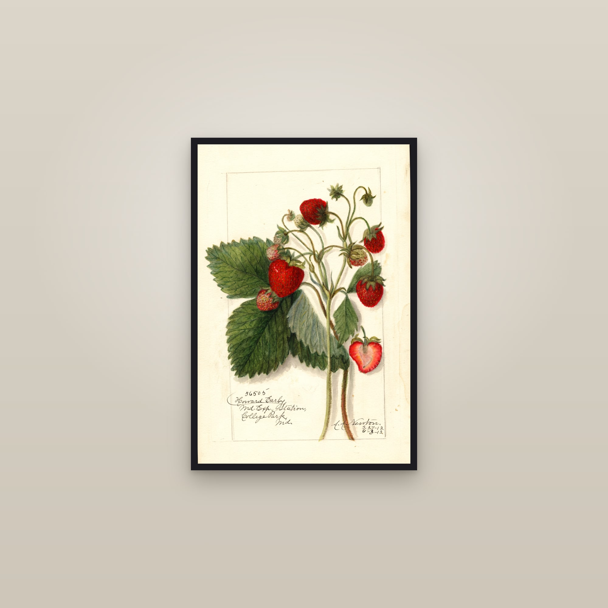 Howard Early Strawberry — framed in a gallery setting