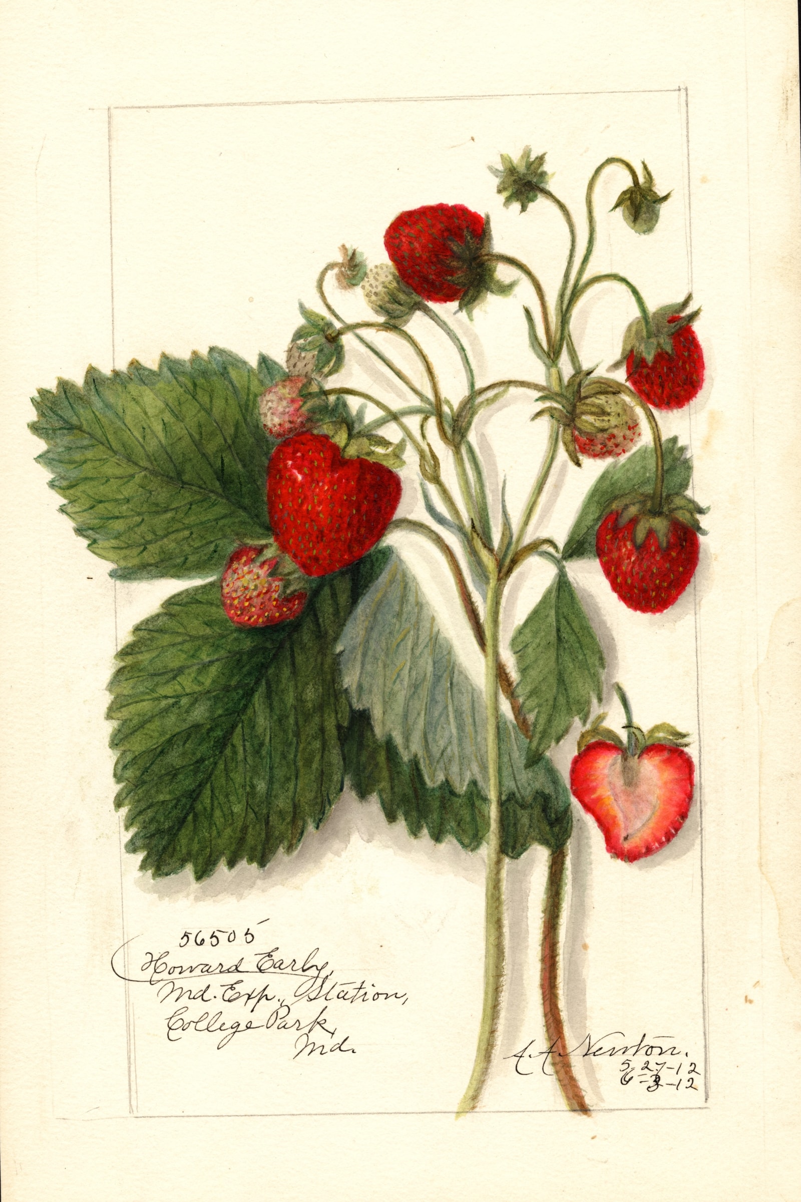 Howard Early Strawberry