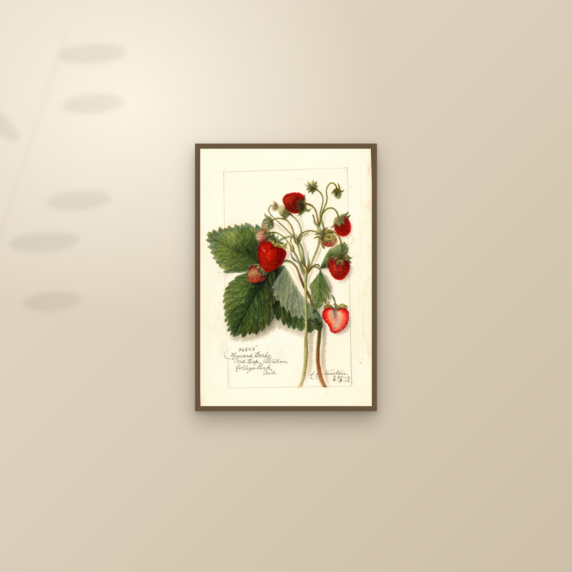 Howard Early Strawberry — framed and styled on a sunlit wall