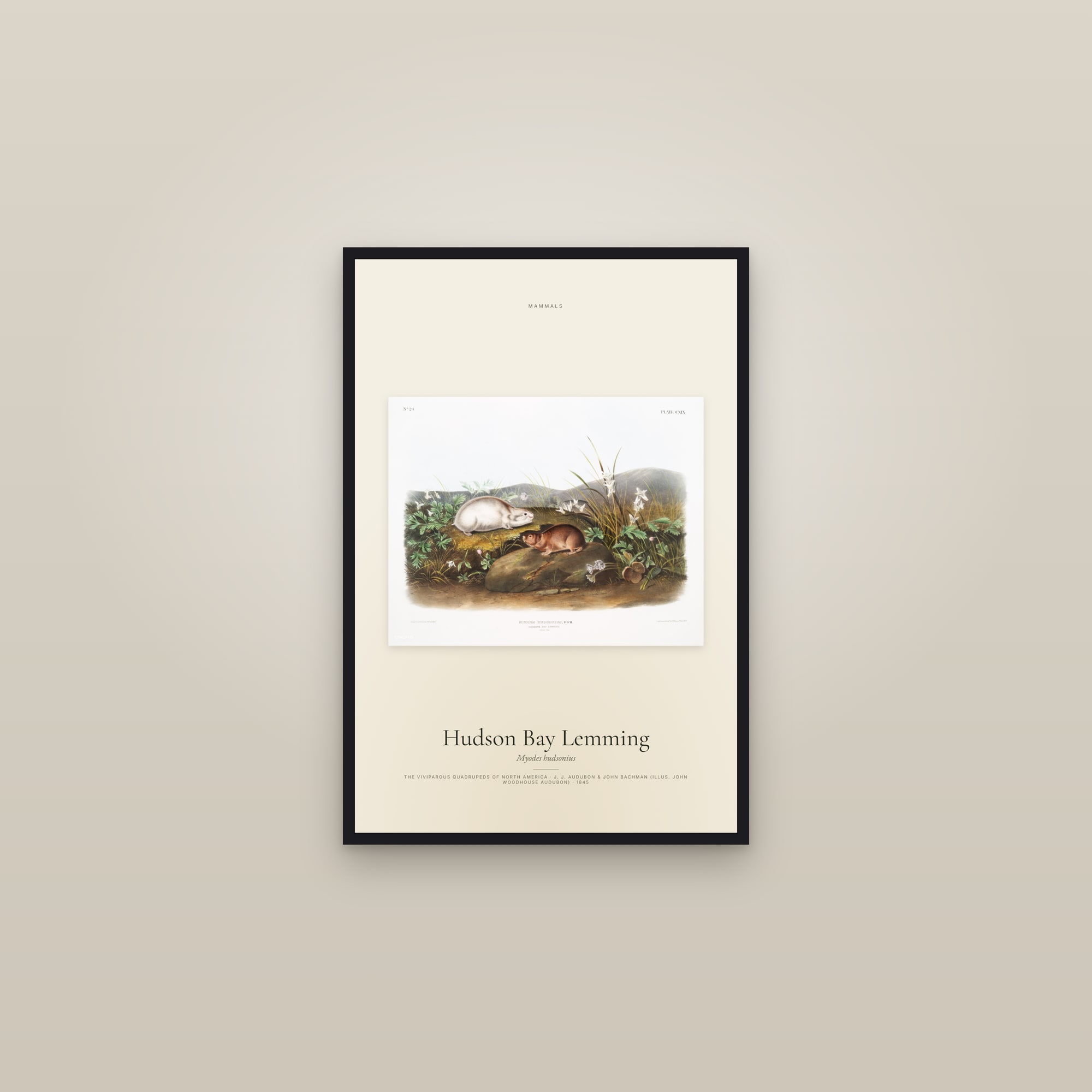 Hudson Bay Lemming — framed in a gallery setting