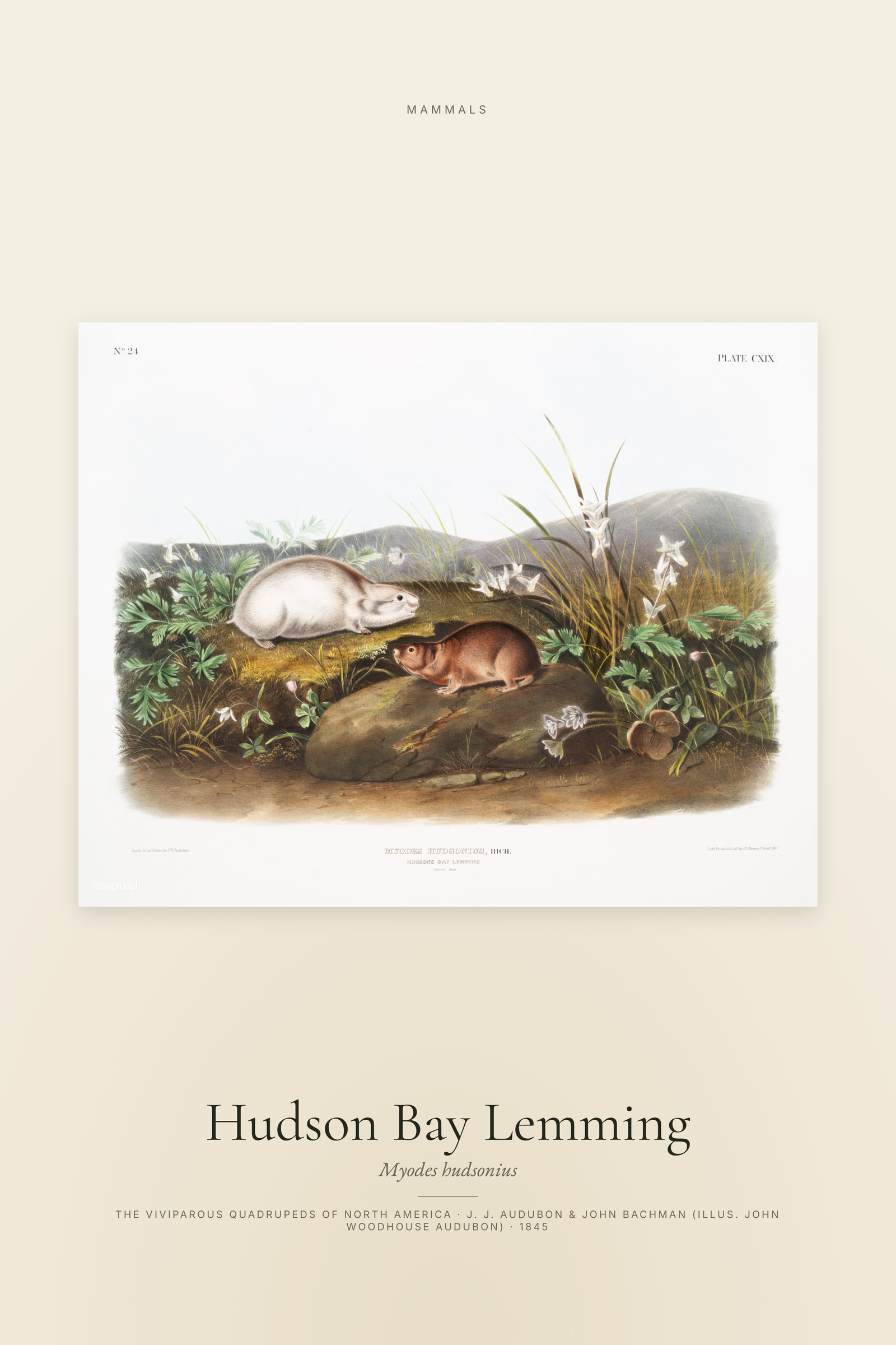 Hudson Bay Lemming