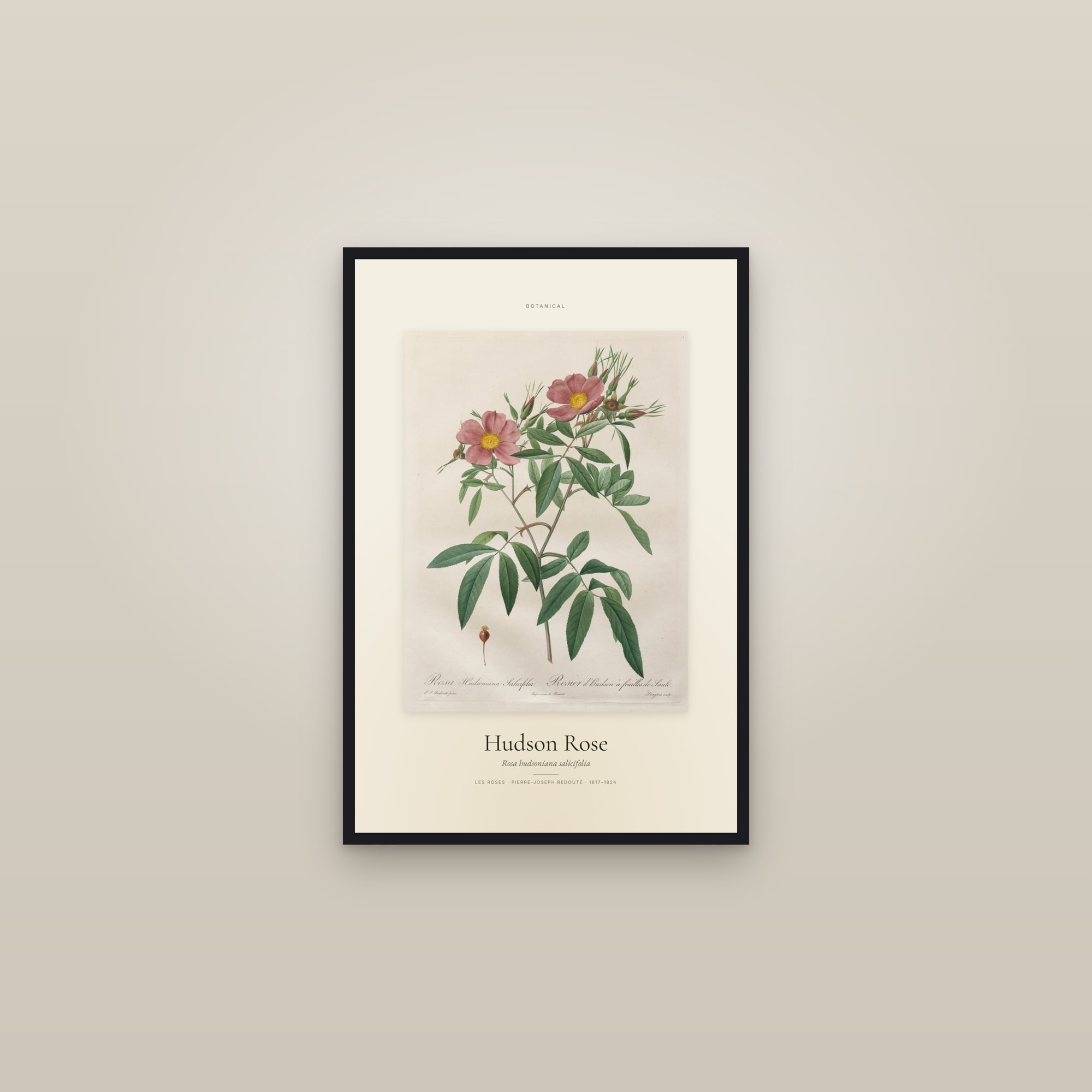 Hudson Rose — Specimen — framed in a gallery setting