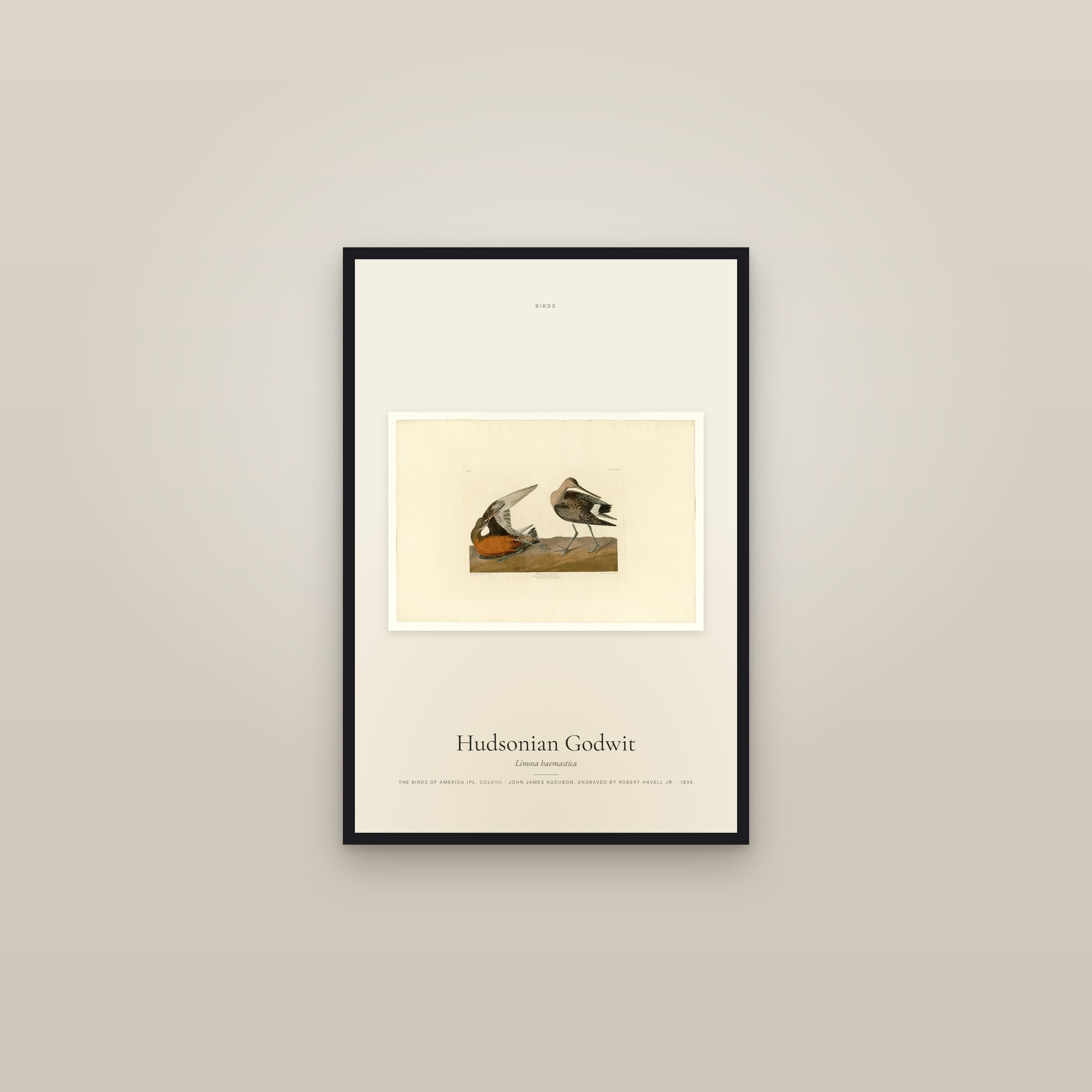 Hudsonian Godwit — framed in a gallery setting