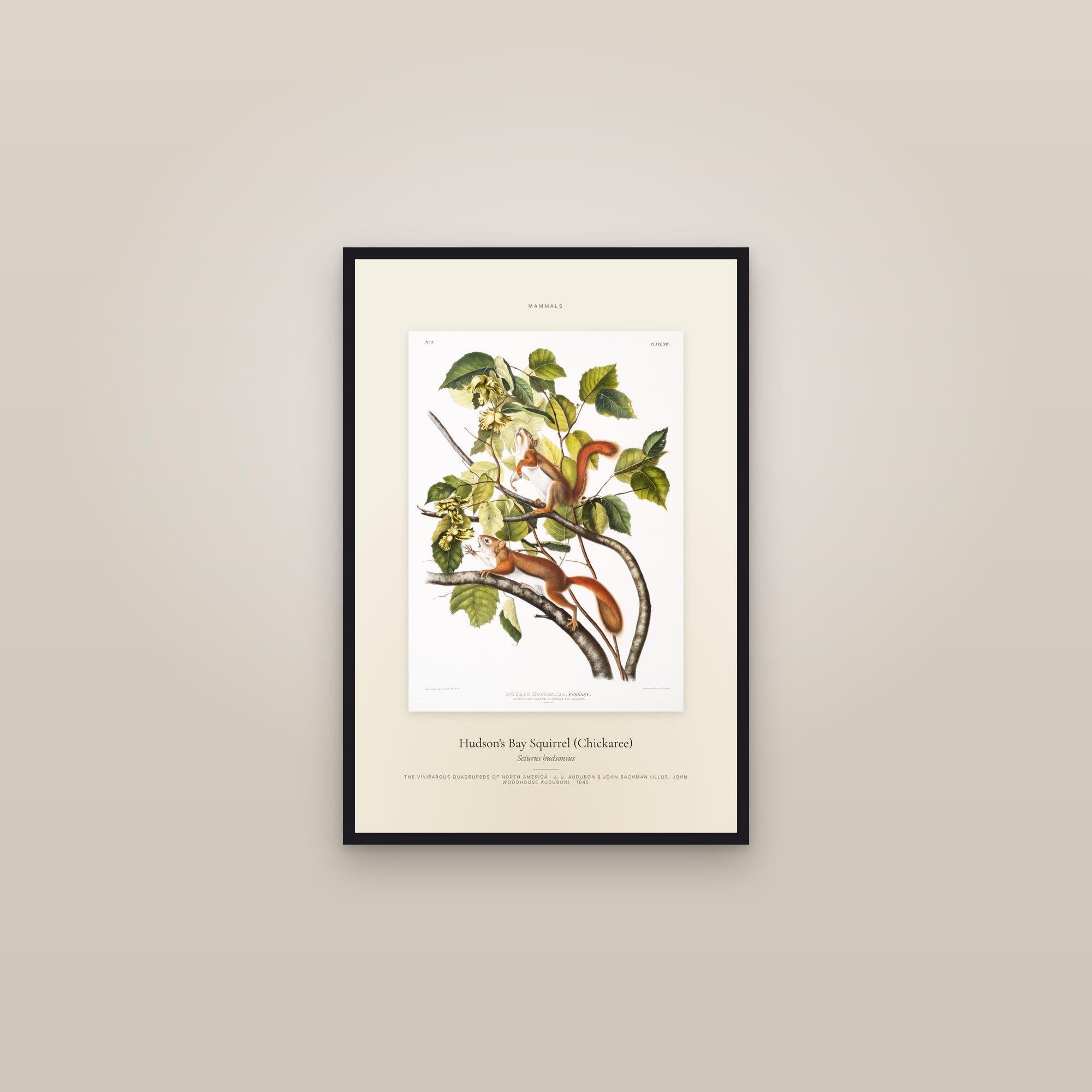 Hudson's Bay Squirrel (Chickaree) — Specimen — framed in a gallery setting