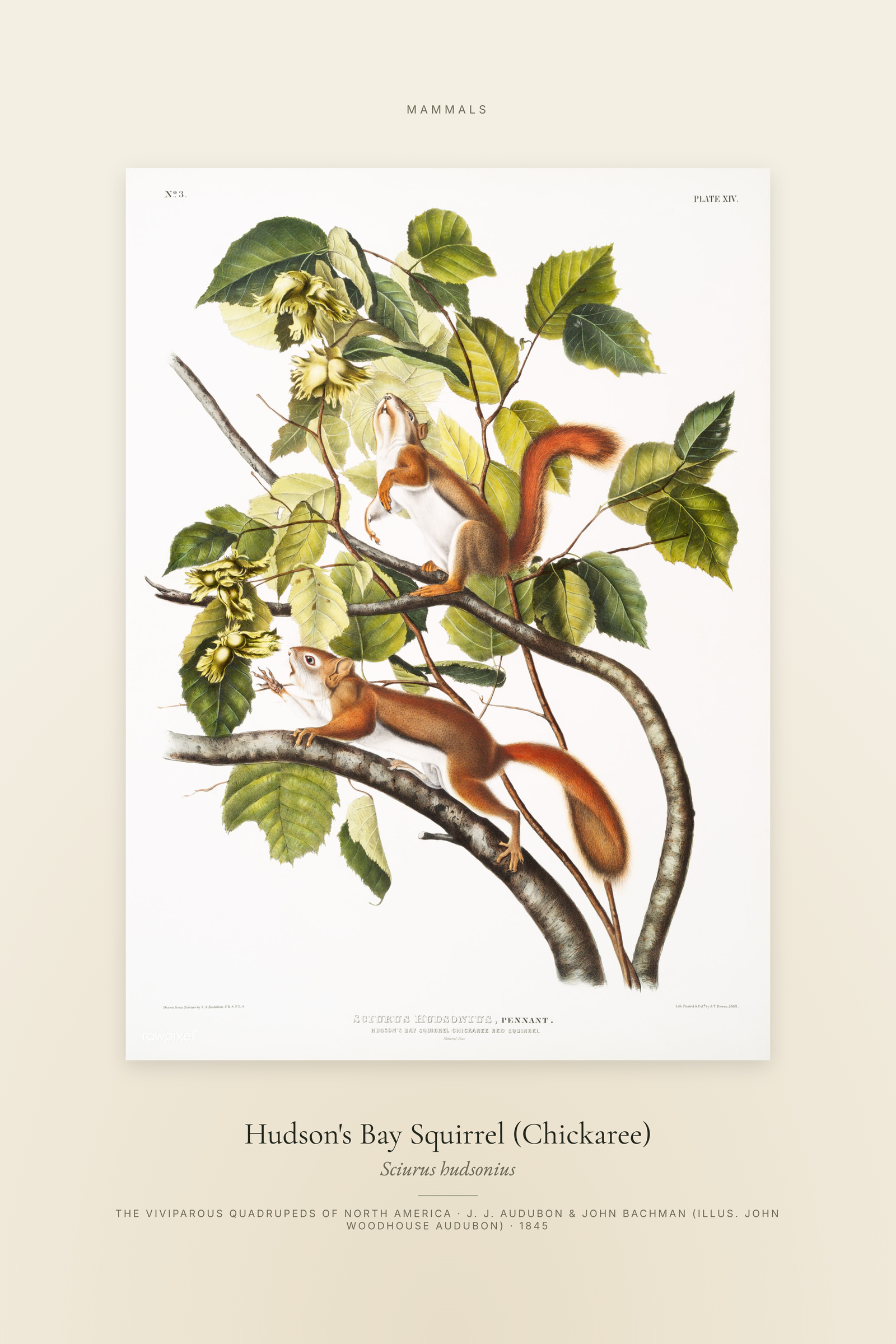 Hudson's Bay Squirrel (Chickaree) — Specimen