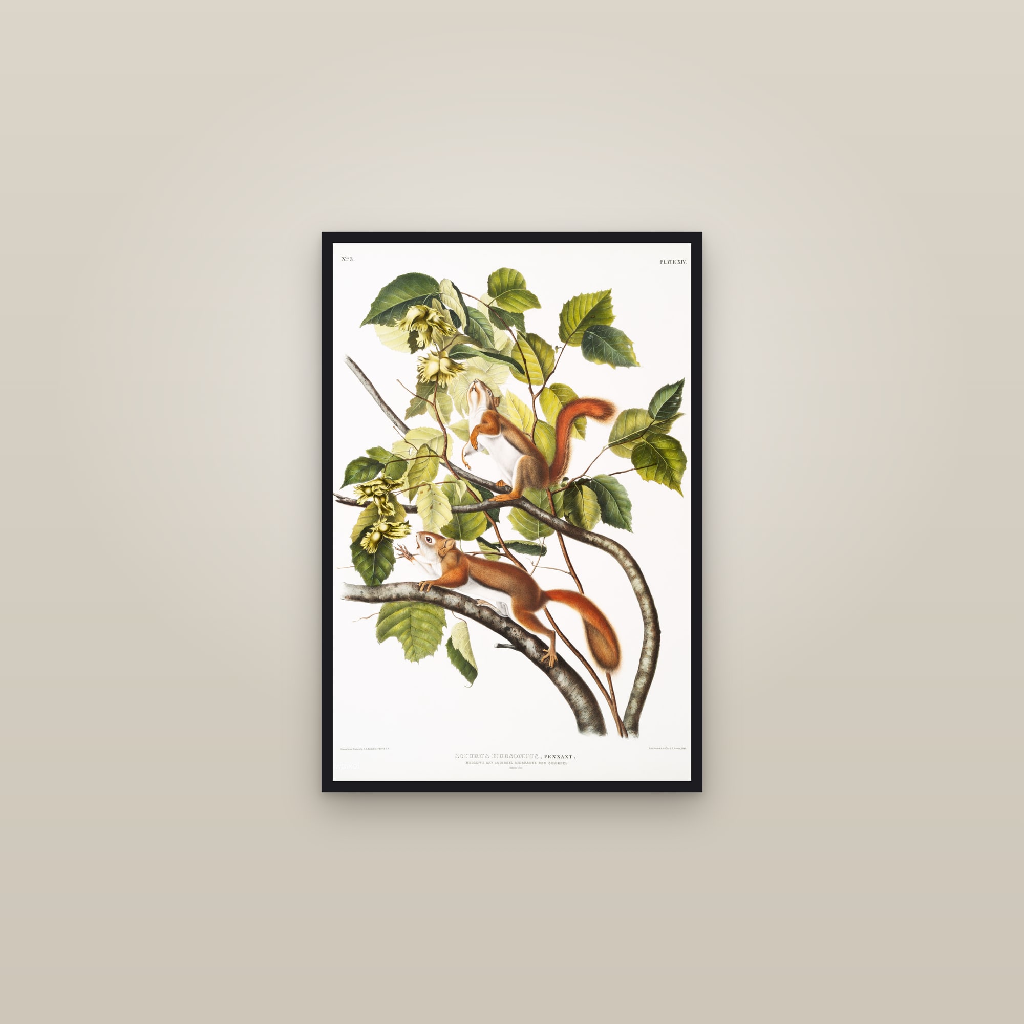Hudson's Bay Squirrel (Chickaree) — framed in a gallery setting