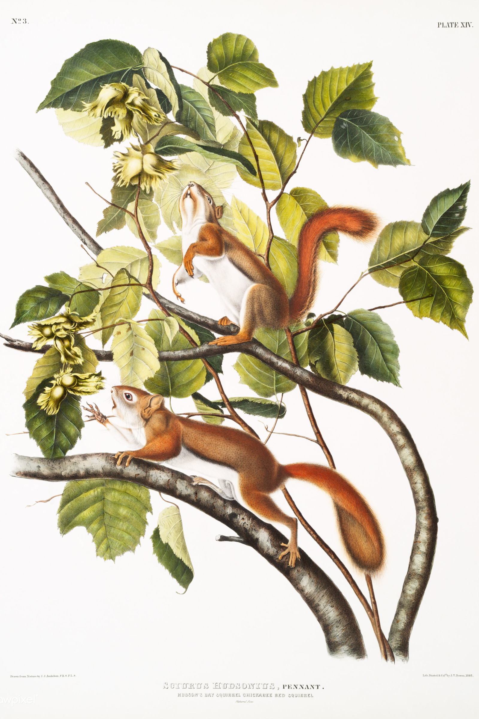 Hudson's Bay Squirrel (Chickaree)