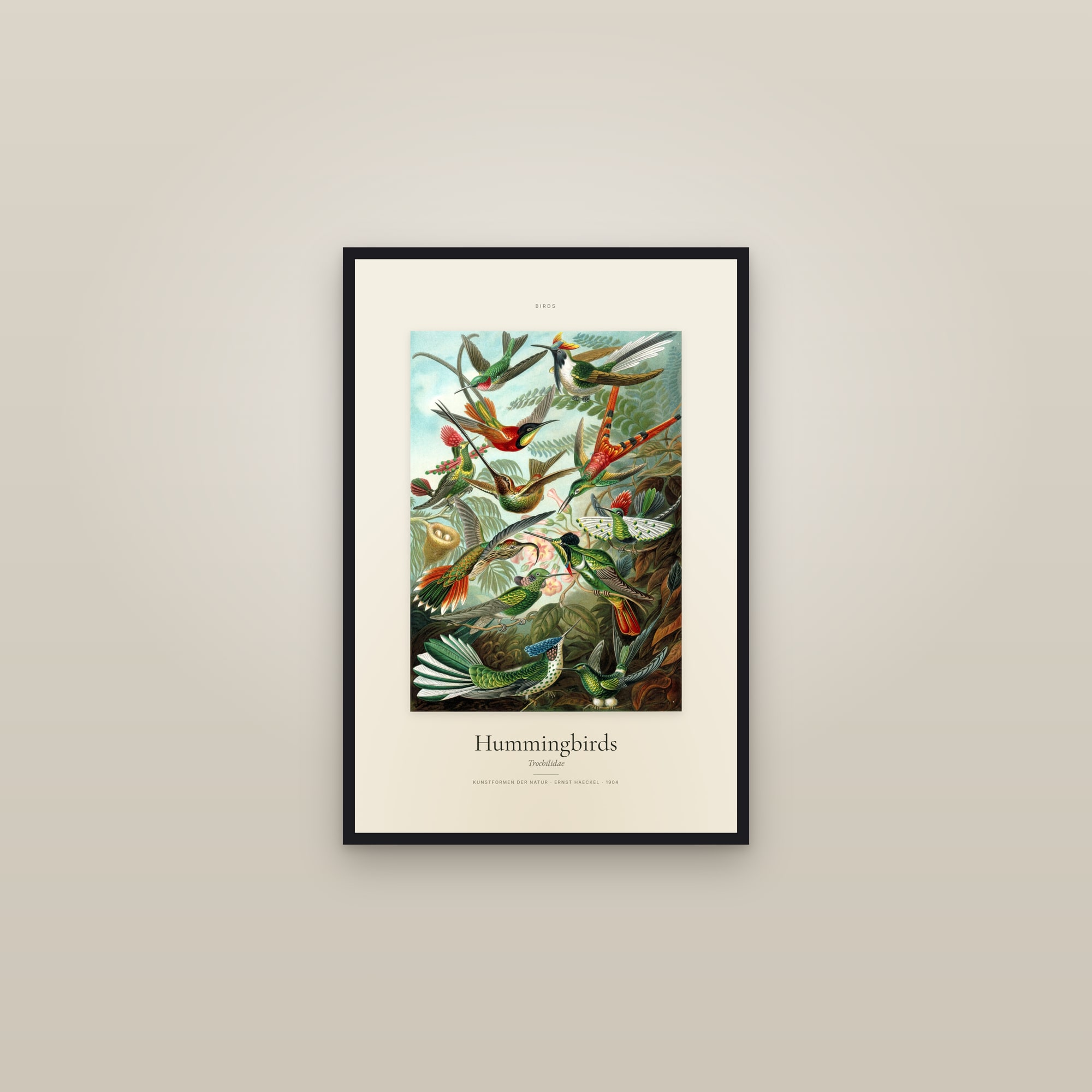 Hummingbirds — Specimen — framed in a gallery setting
