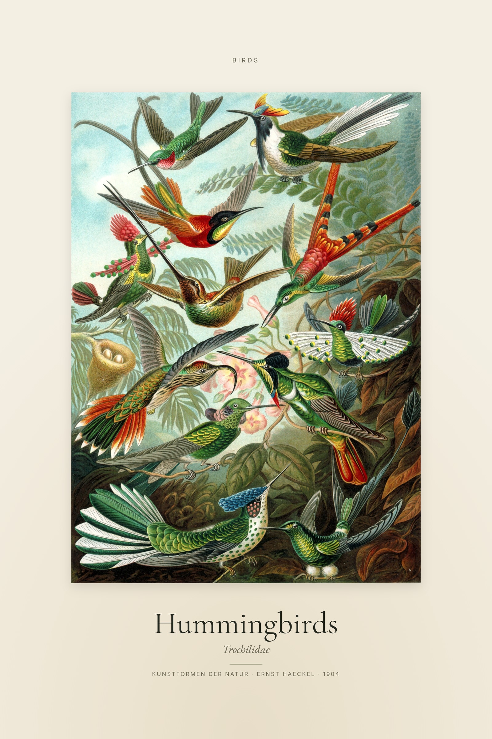 Hummingbirds — Specimen
