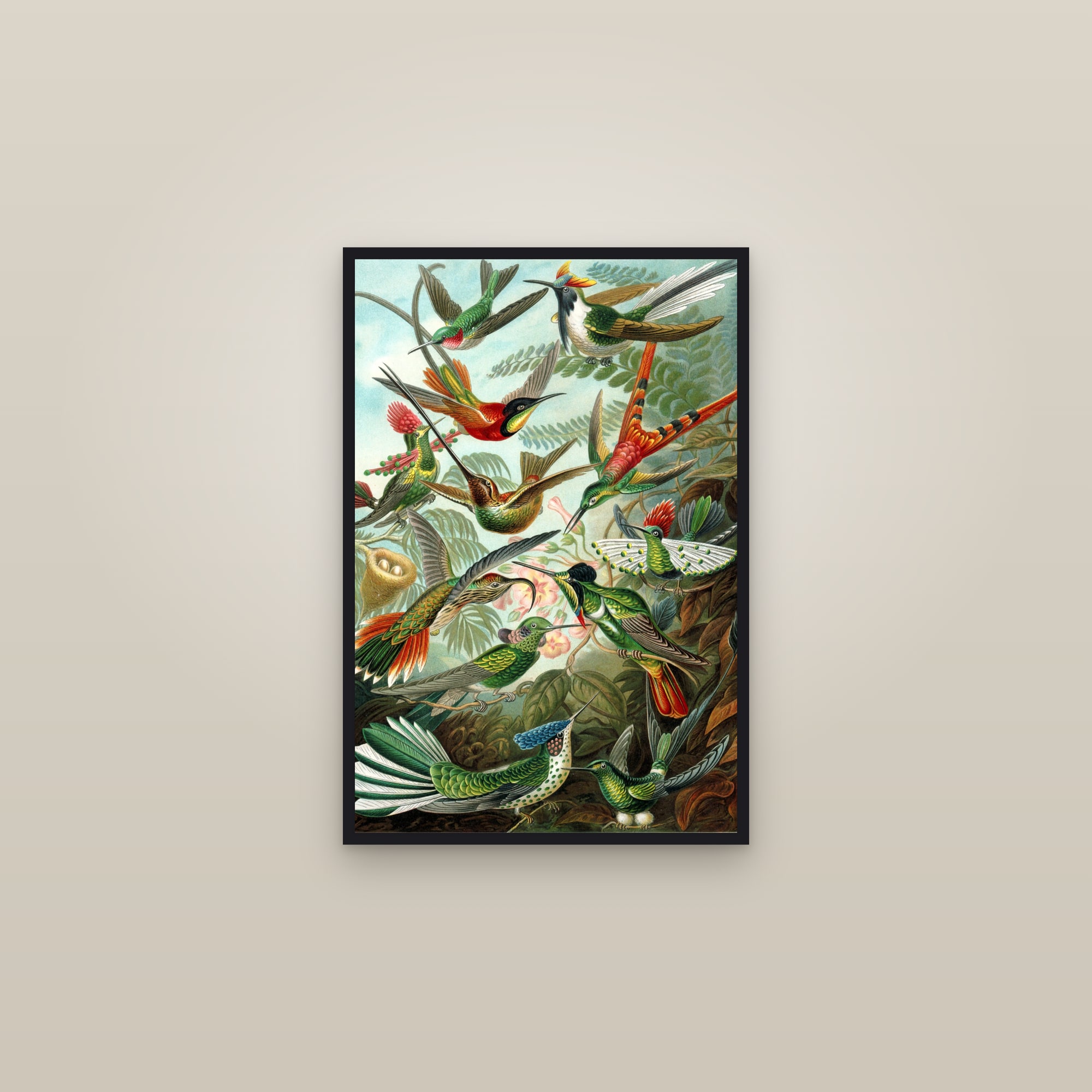 Hummingbirds