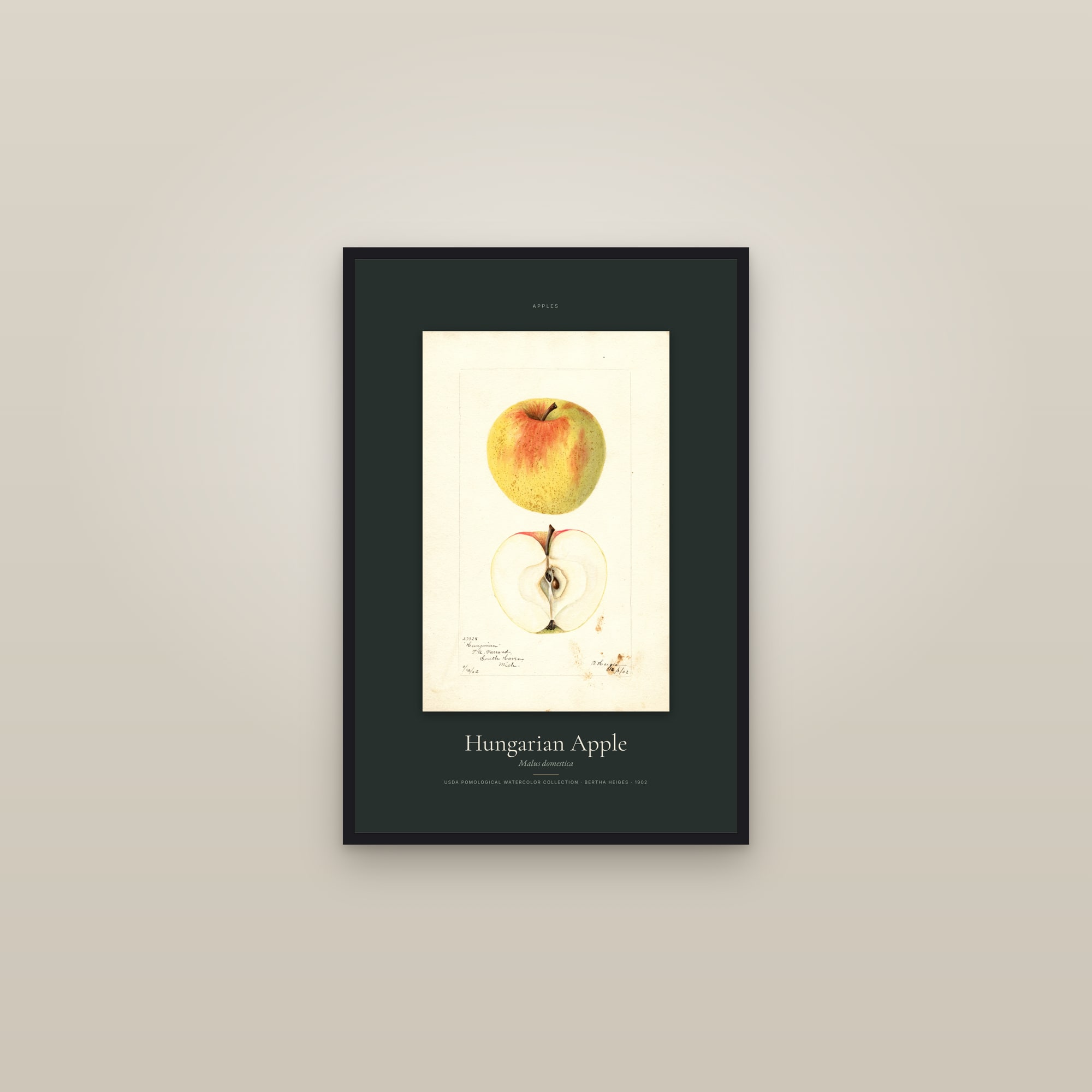Hungarian Apple — Specimen — framed in a gallery setting